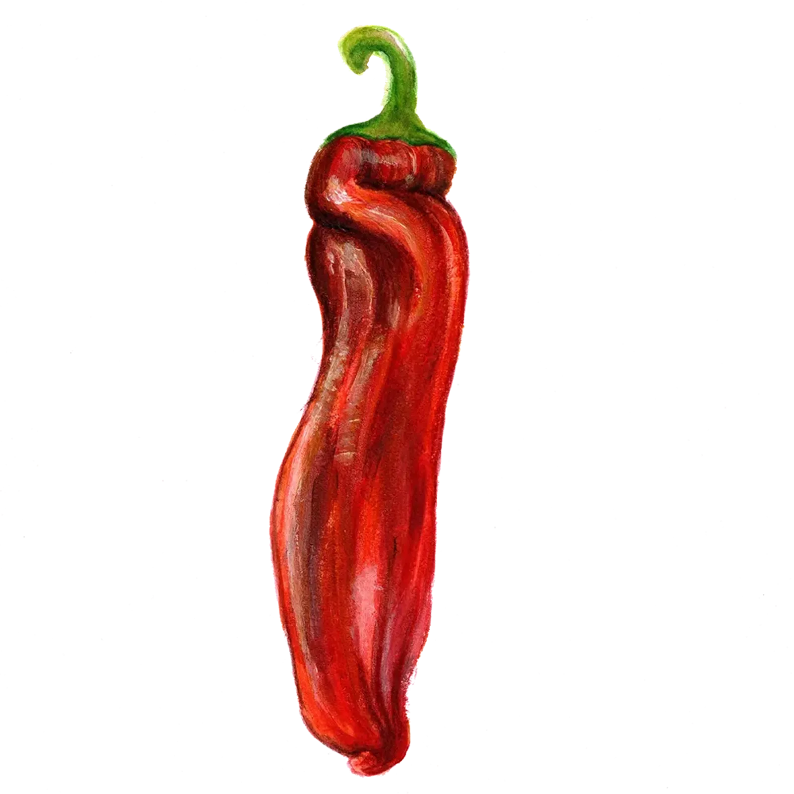 Paprika 'Dulce Italiano', Frö