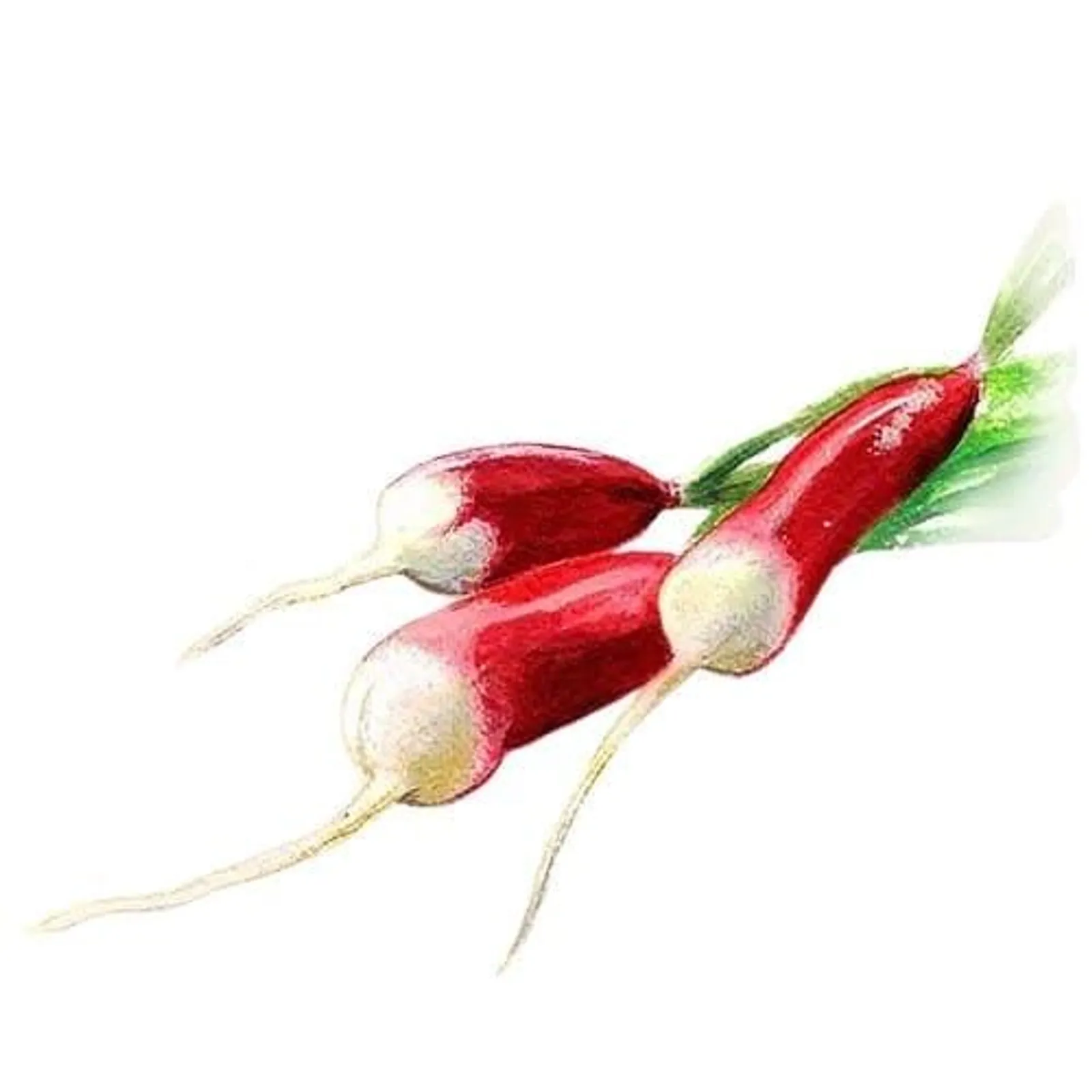 Rädisa 'Flamboyant', Frö