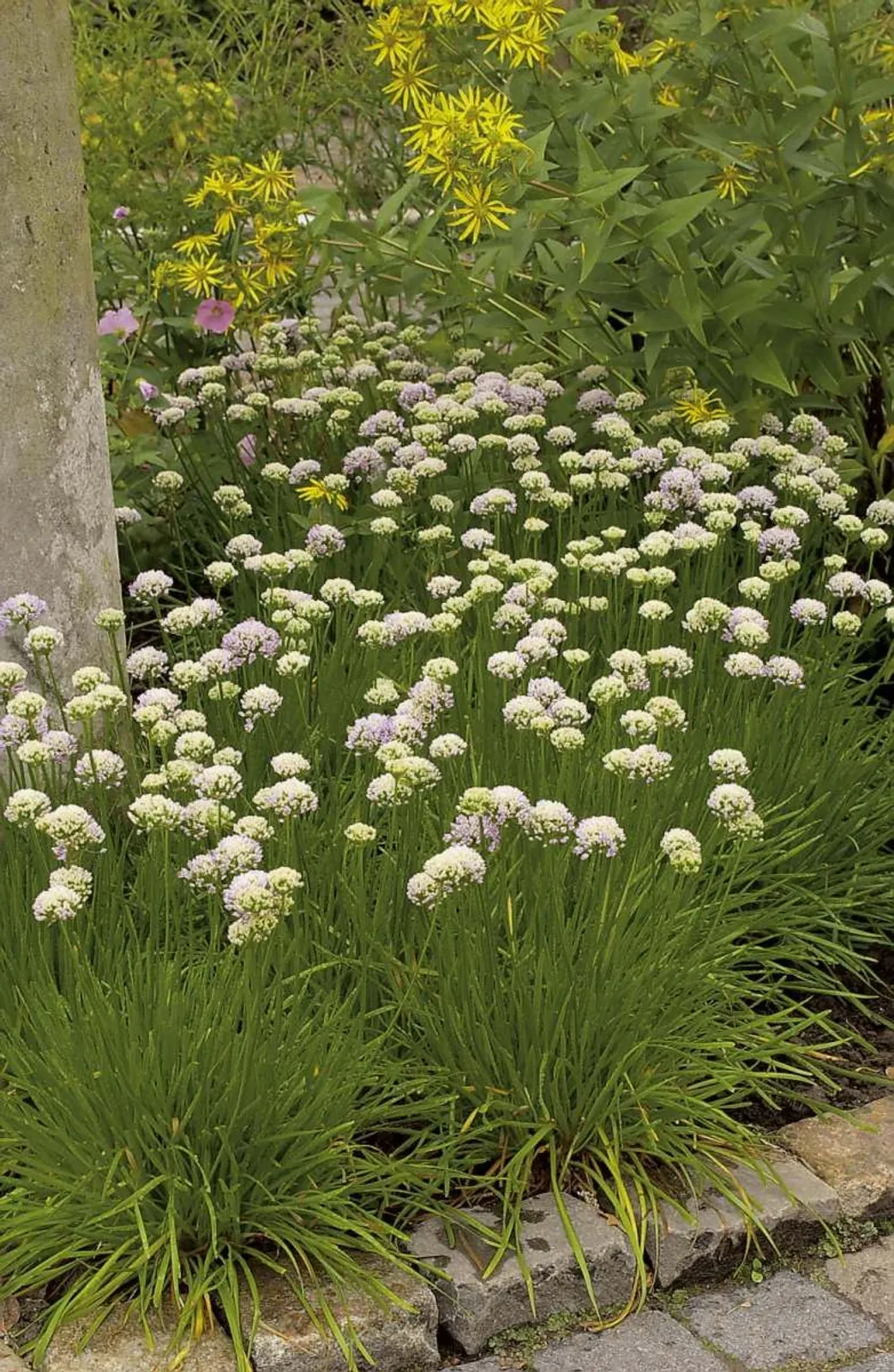 Strandtrift 'Alba'