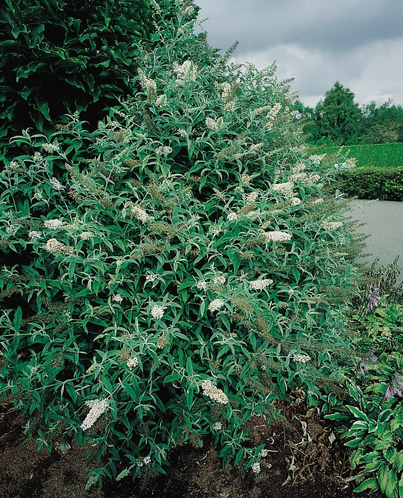 Syrenbuddleja 'White Profusion' - miniatyr 3