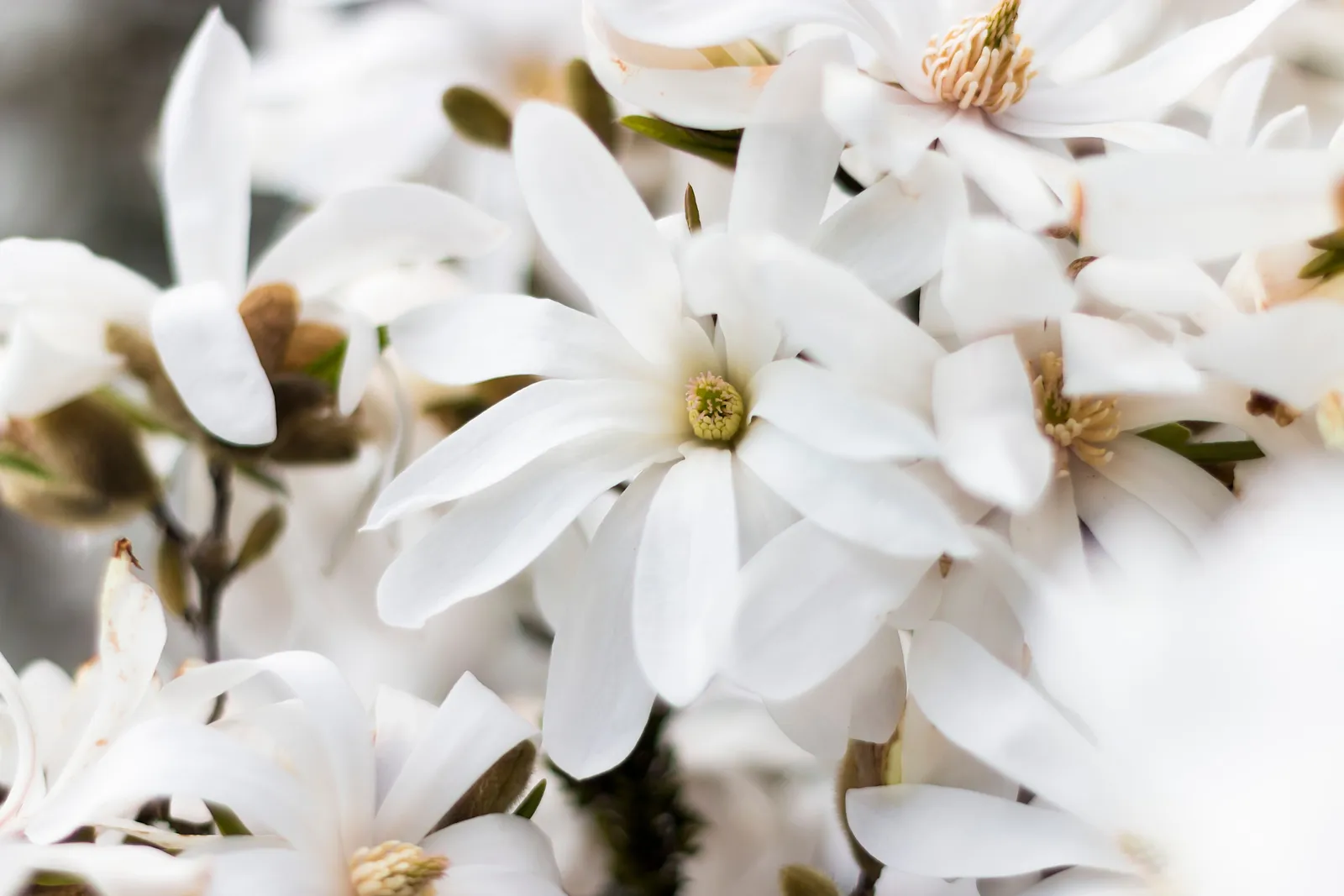 Stjärnmagnolia 'Royal Star' - miniatyr 6