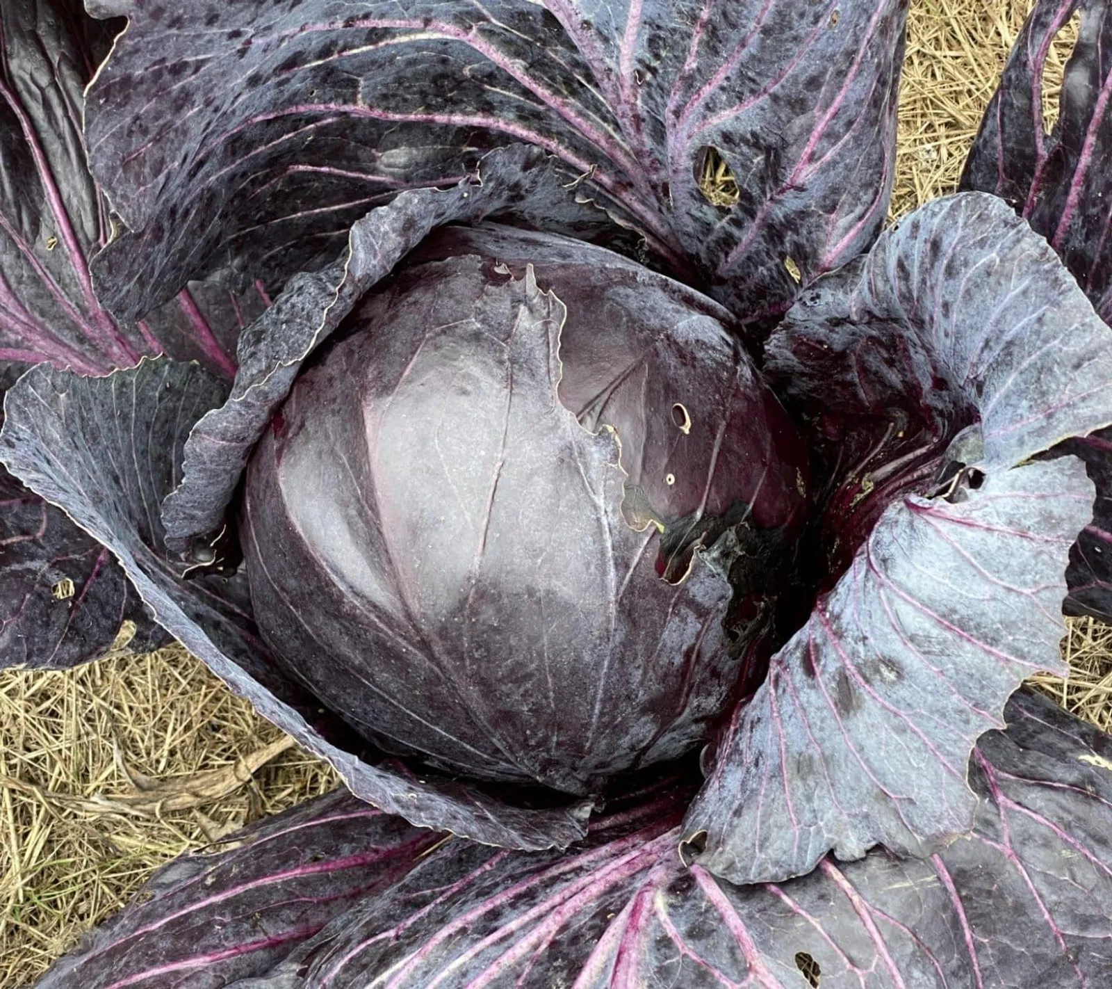 Rödkål 'Granat', ekofrö