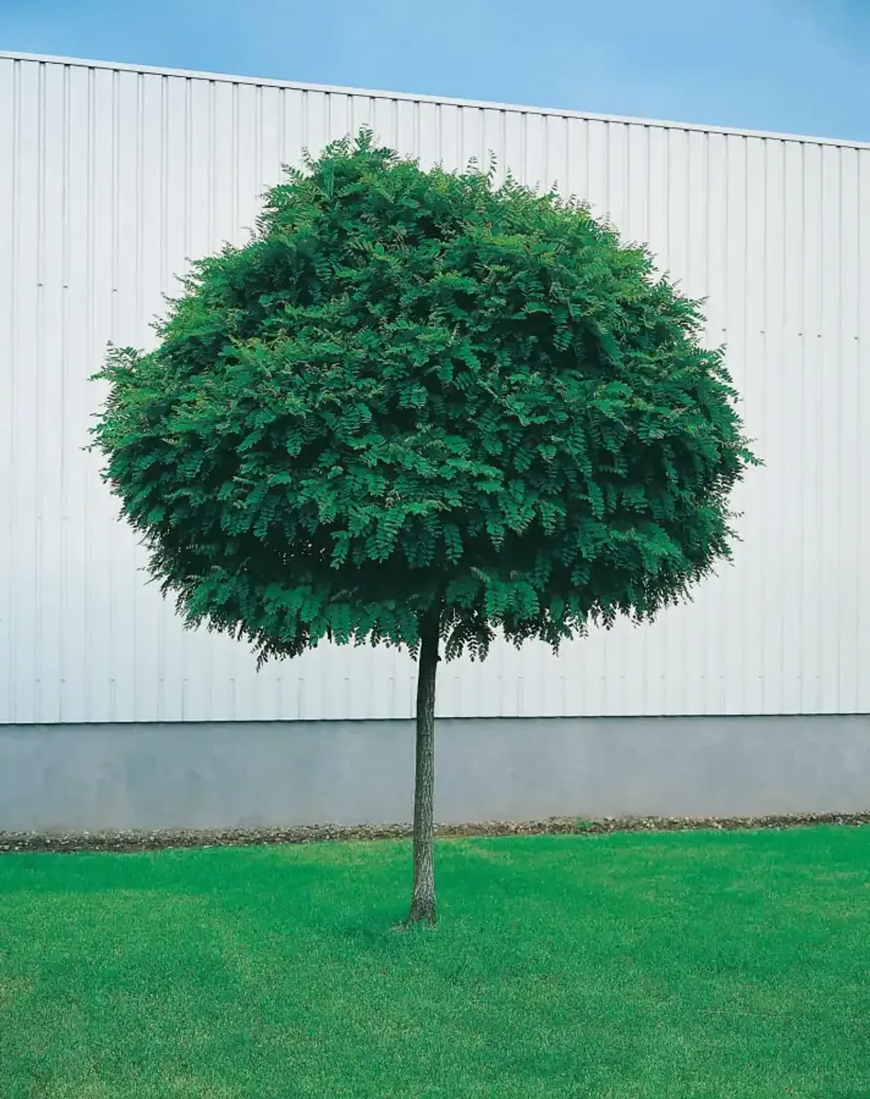 Klotrobinia 'Umbraculifera', Högstammat träd