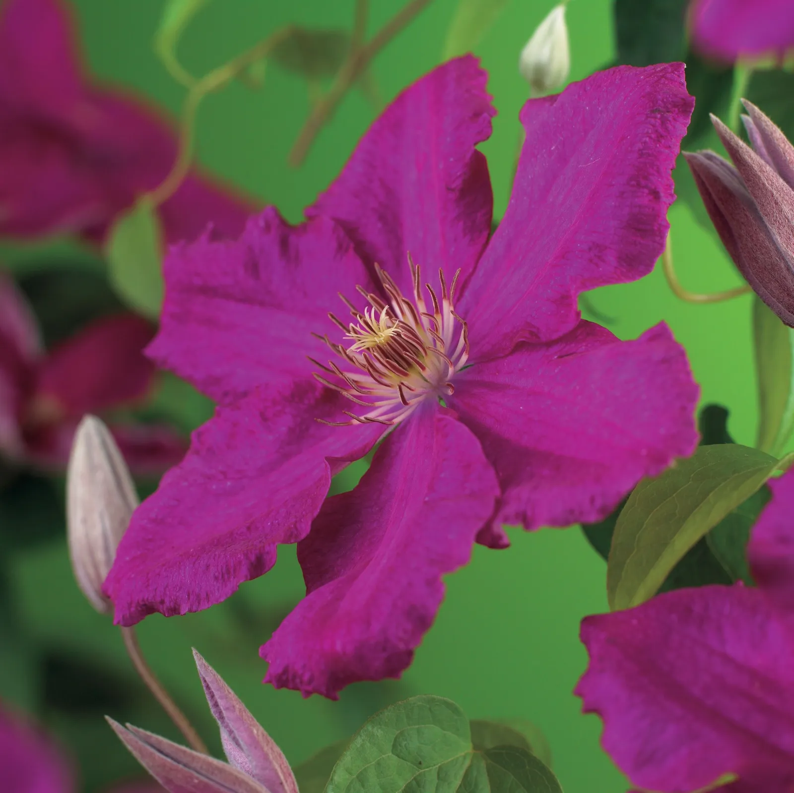 Klematis (Sena Storblommiga Gruppen) 'Ernest Markham'