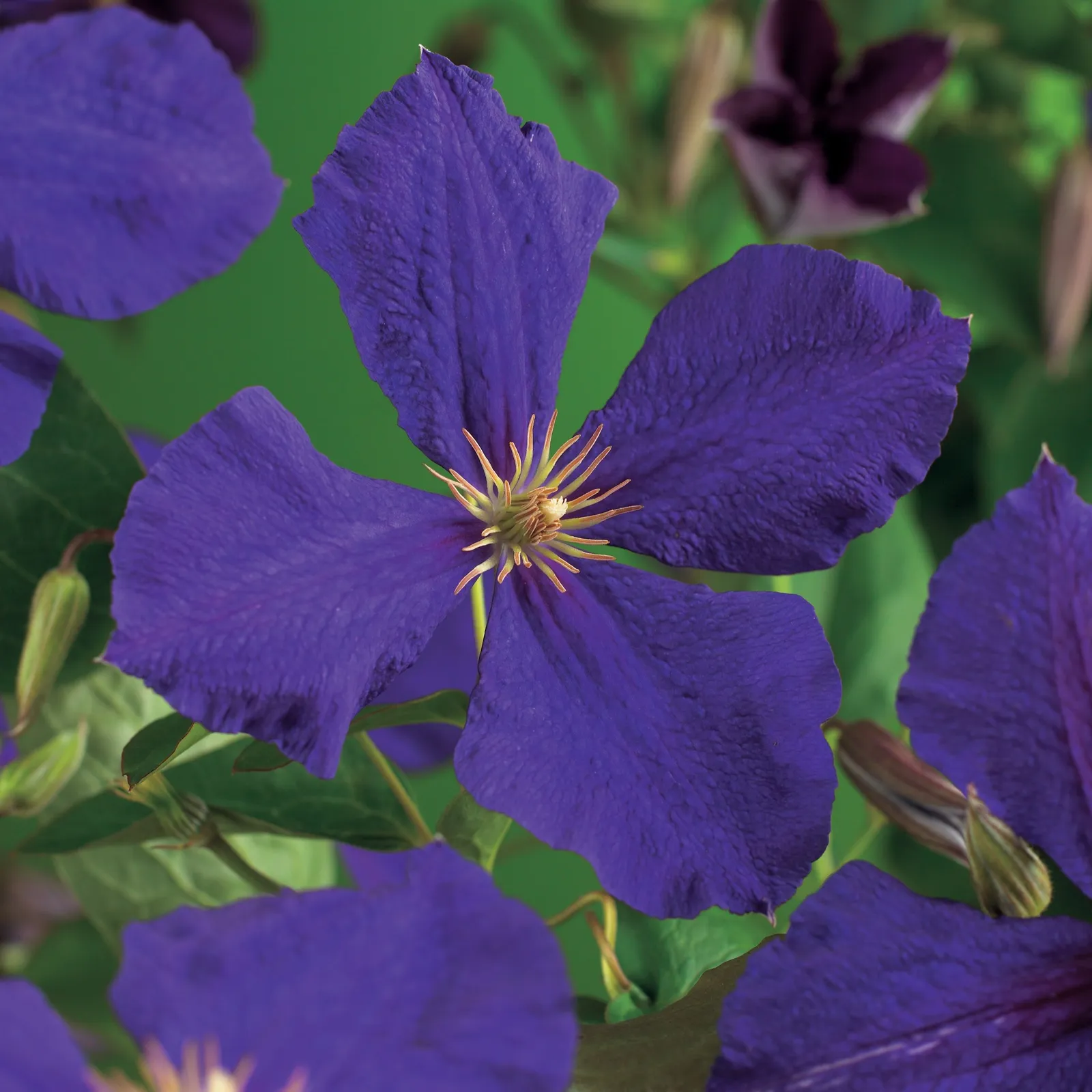 Klematis (Sena Storblommiga Gruppen) 'Jackmanii'
