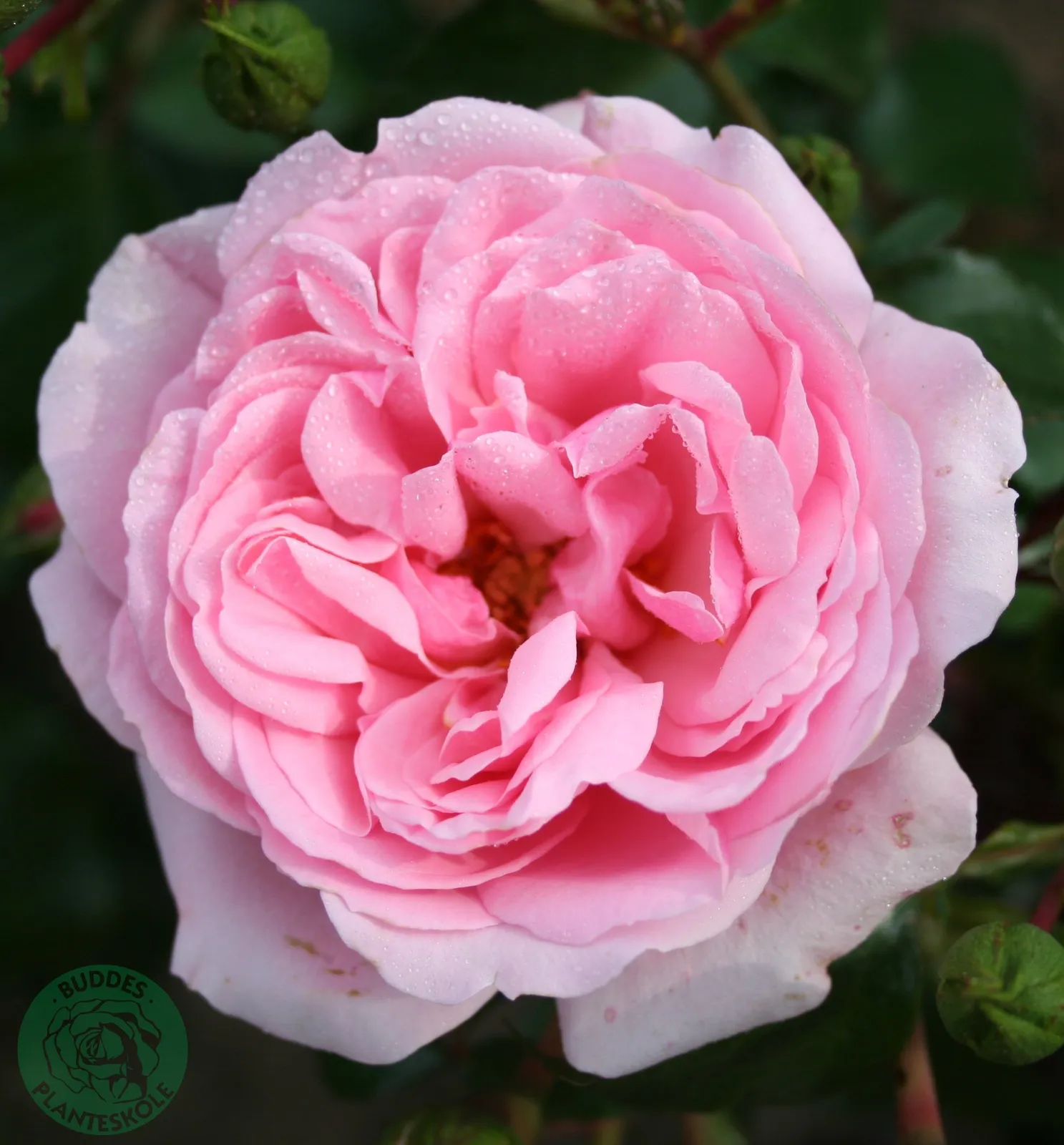 Floribundaros HOME & GARDEN ('Korgrasotra')