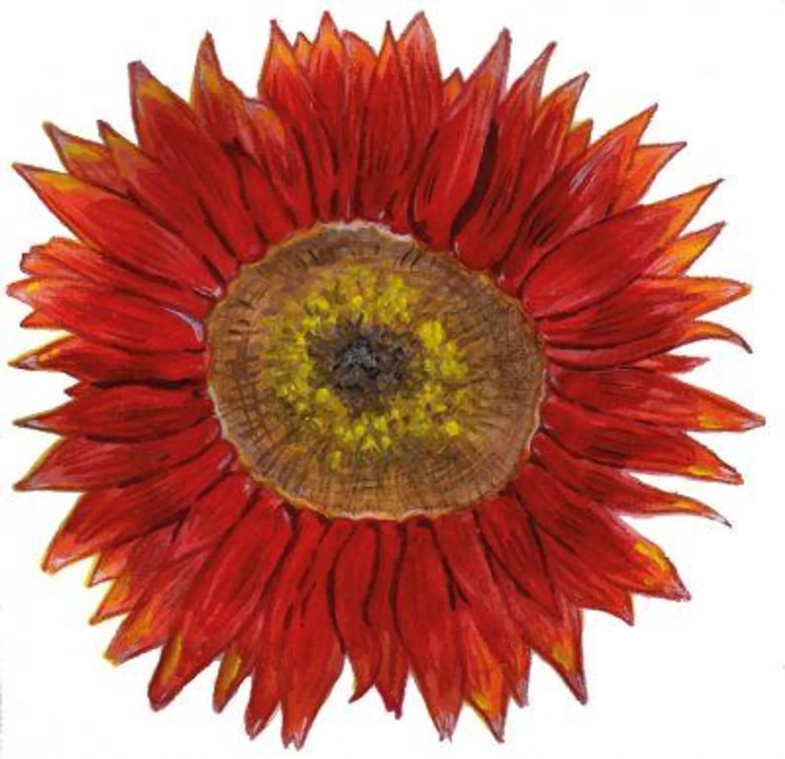 Solros 'Velvet Queen', Frö