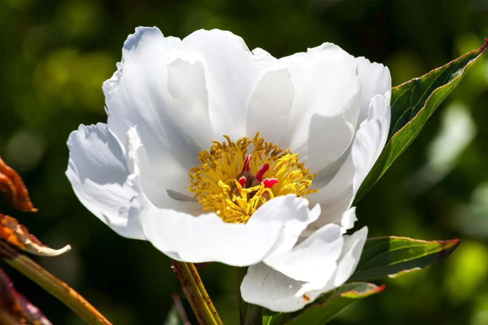 Luktpion 'White Wings'