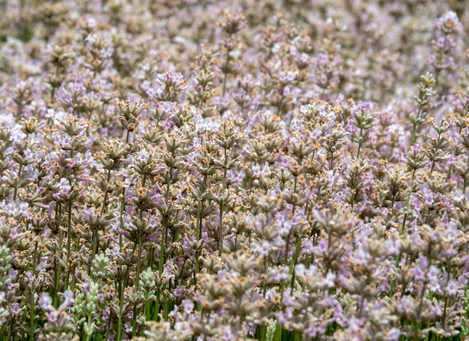 Lavendel 'Rosea' - miniatyr 3