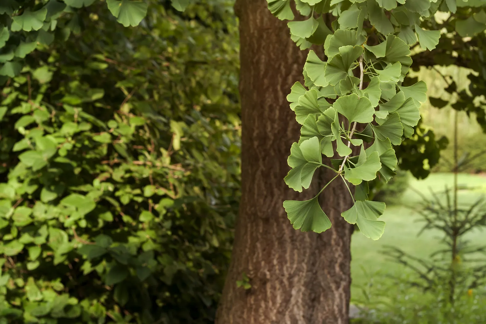 Ginkgo, 60-80 cm - miniatyr 4