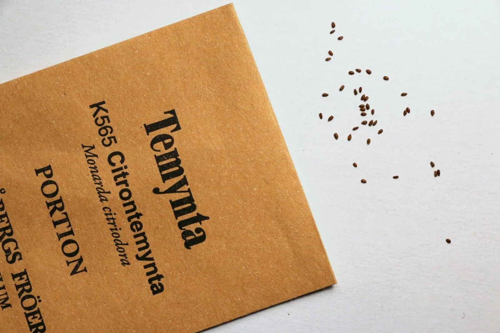 Citrontemynta ekofrö med citrusdoftande blad