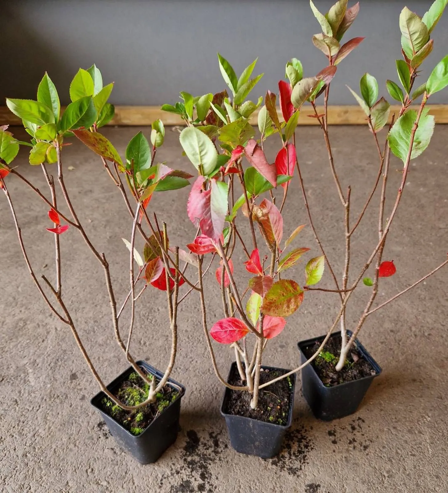 Slånaronia 'Elata' (syn. slånaronia FK Västeråker), 20-40 cm — detalj 7