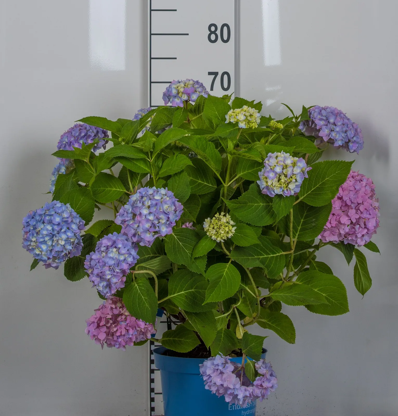 Hortensia THE ORIGINAL ('Bailmer') - miniatyr 7