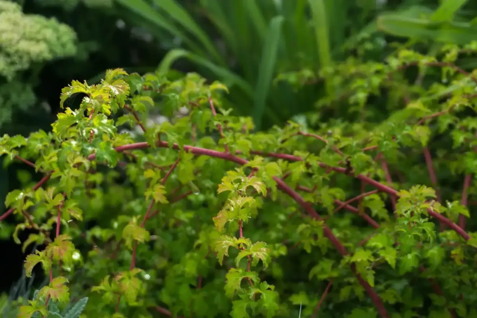 Liten stefanandra, 20-40 cm — närbild