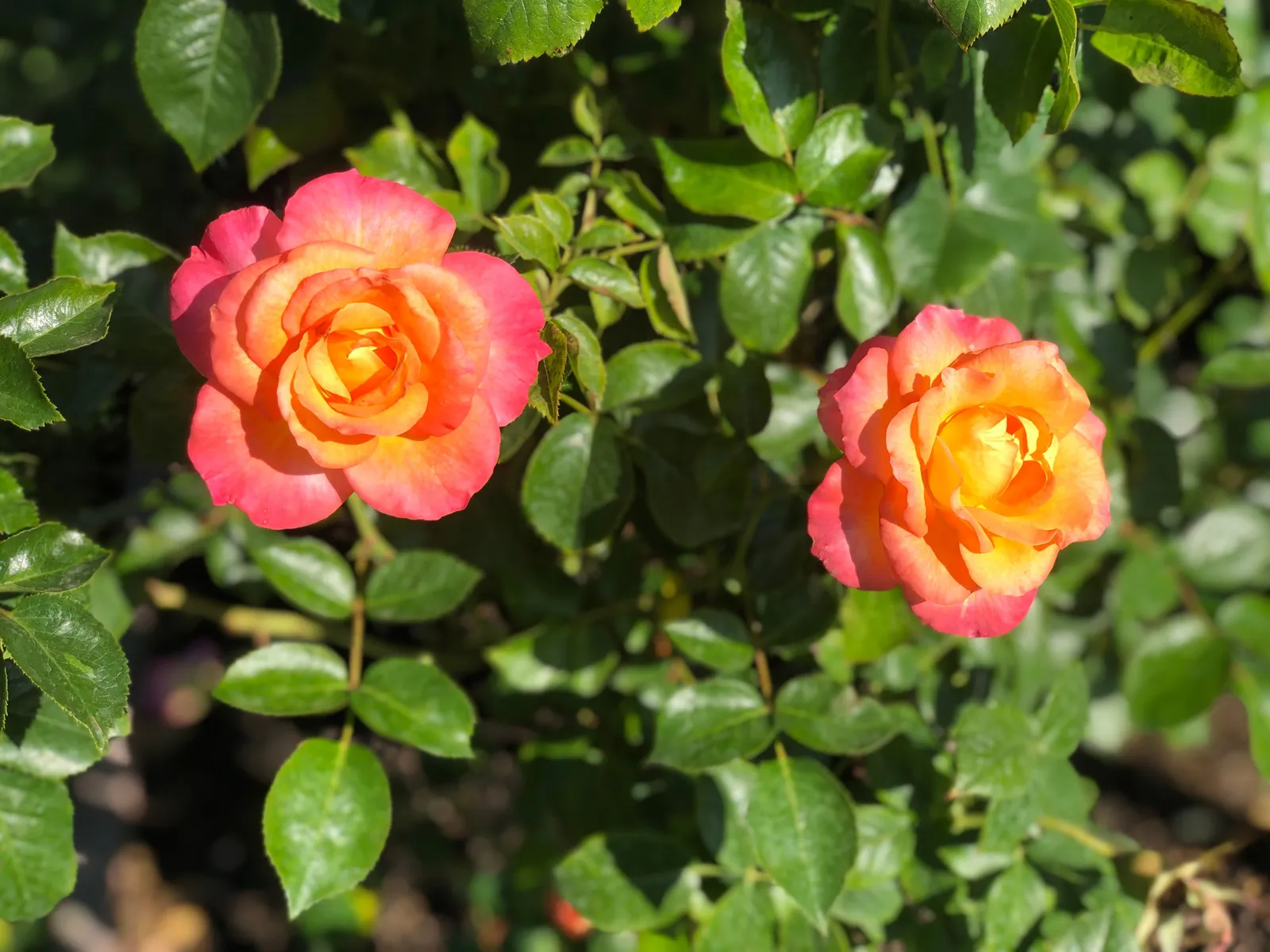 Miniatyrros MANDARIN® ('Korcelin') - miniatyr 3