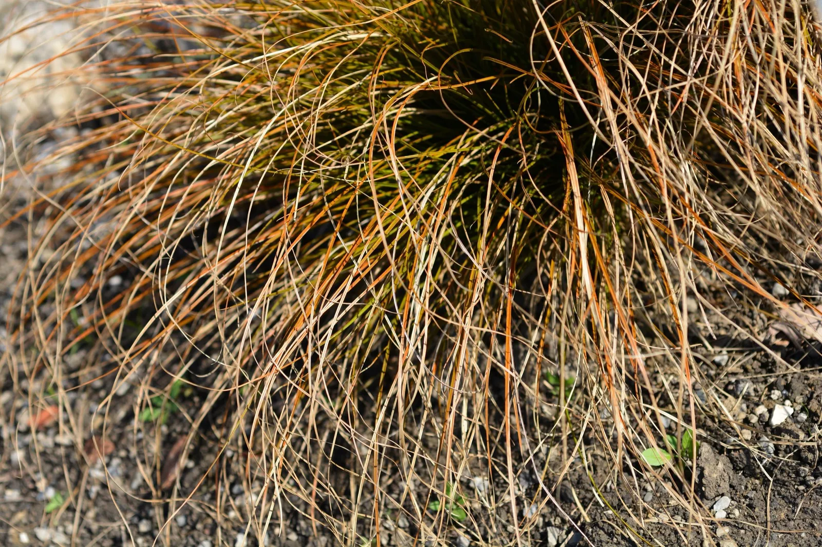 Brandstarr 'Prairie Fire', 2L - miniatyr 4