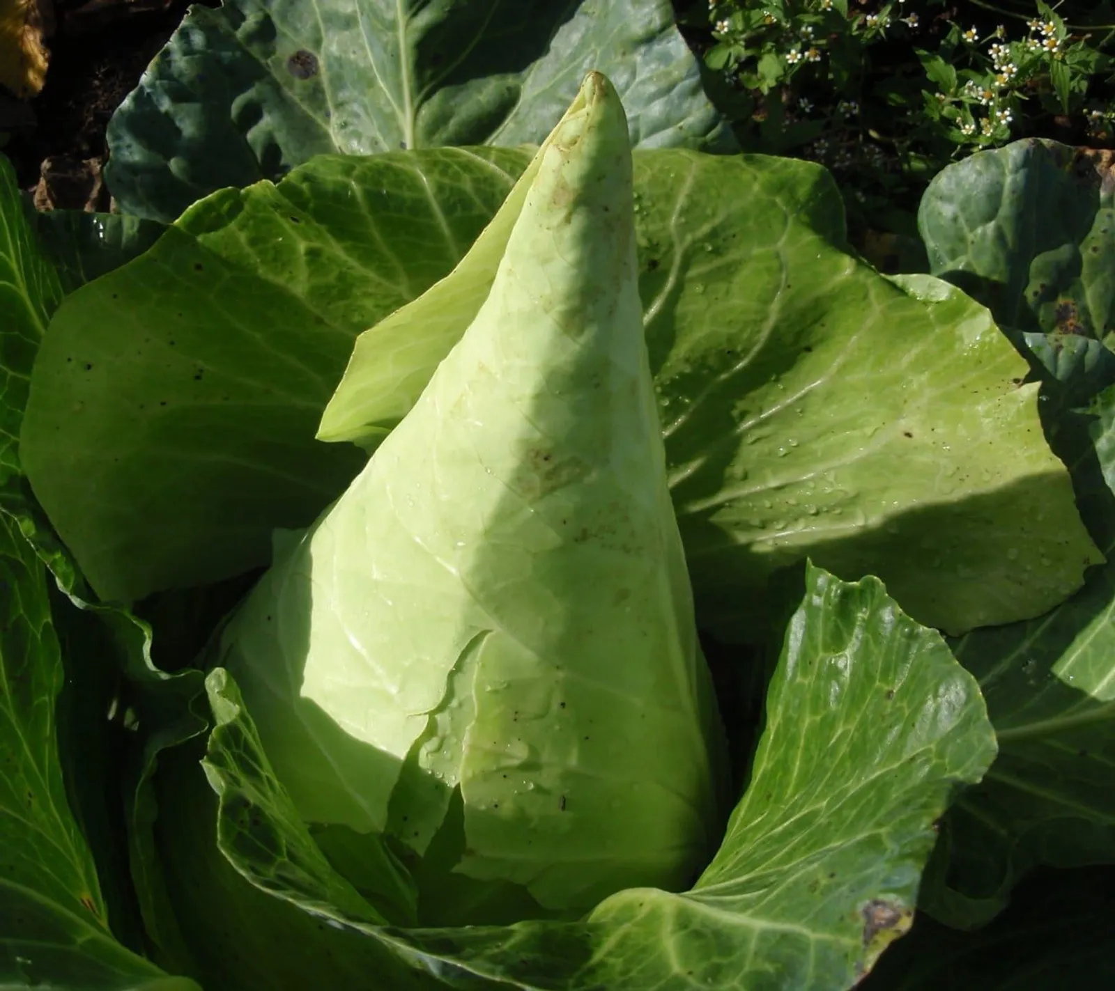 Spetskål 'Filderkraut', ekofrö