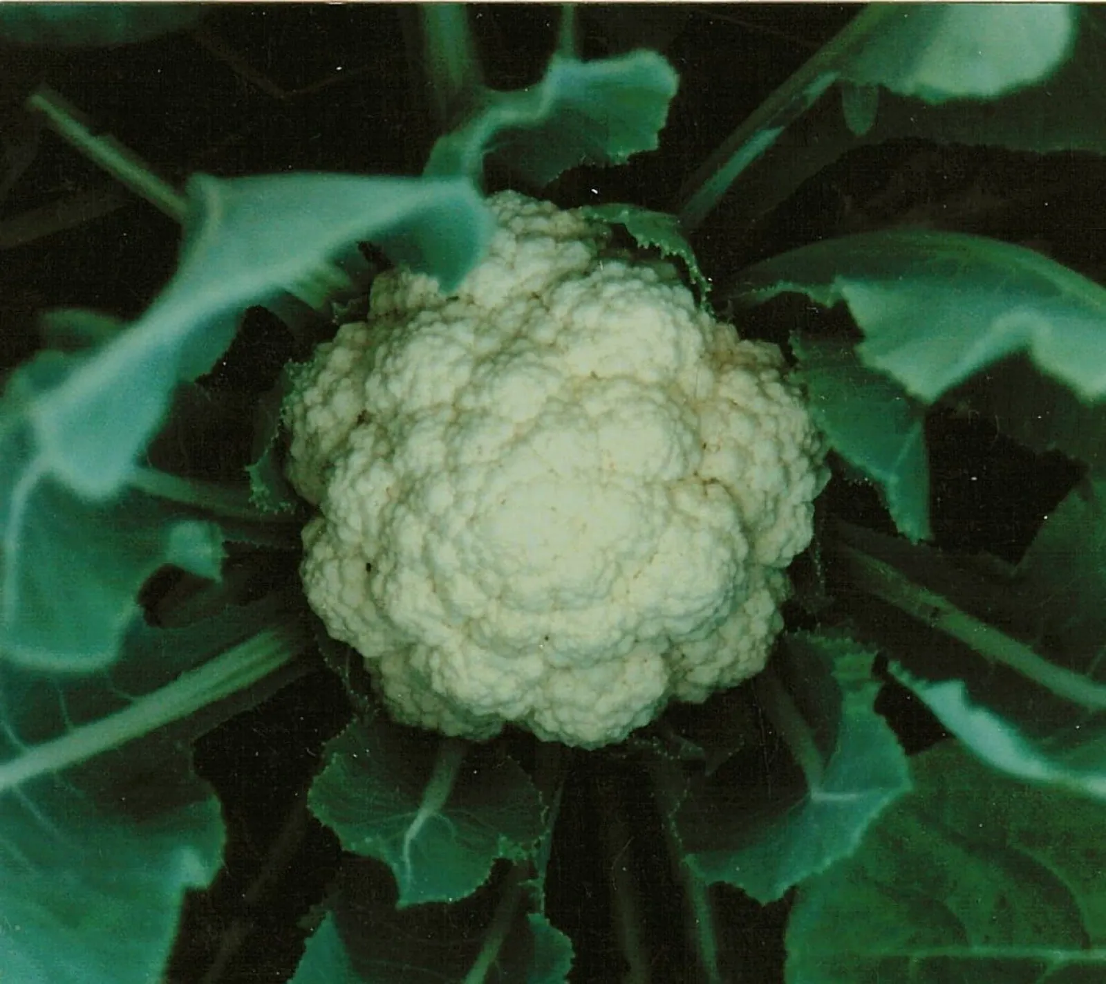 Blomkål 'Neckarperle', ekofrö