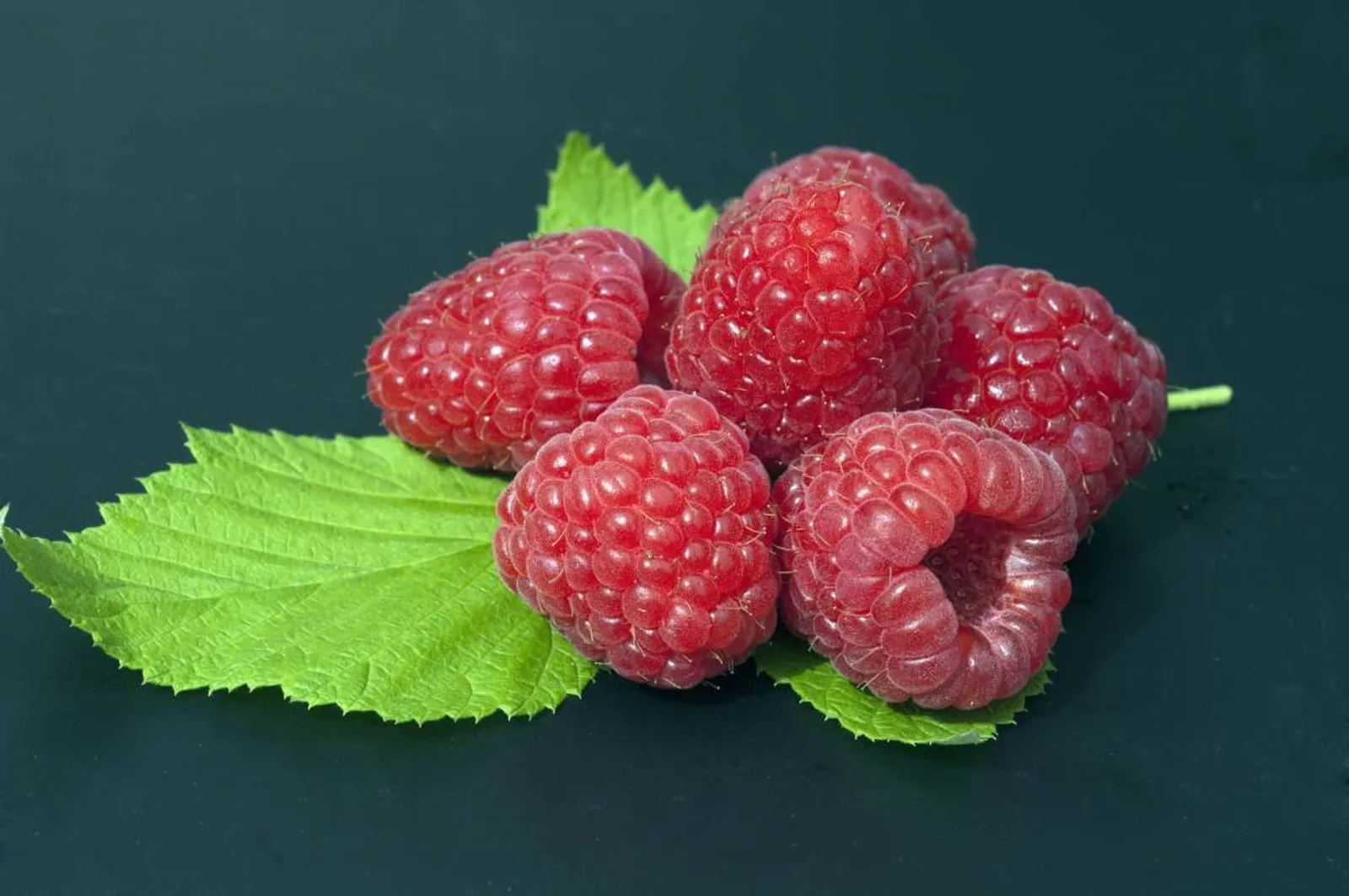 Hösthallon ''Polka'', 10-pack — närbild