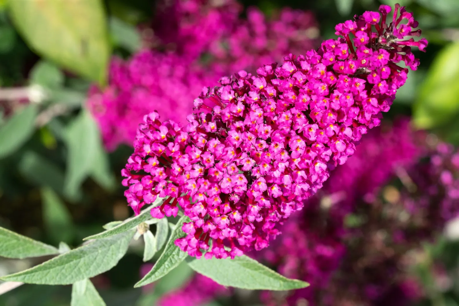 Buddleja 'Miss Ruby'PBR - miniatyr 3
