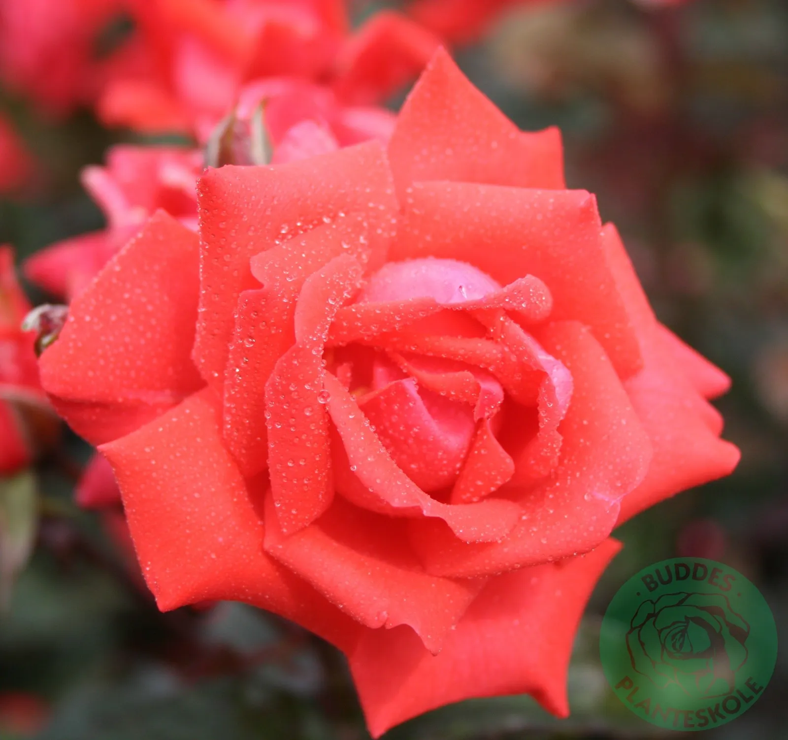Floribundaros PICCOLO ('Tanolokip')