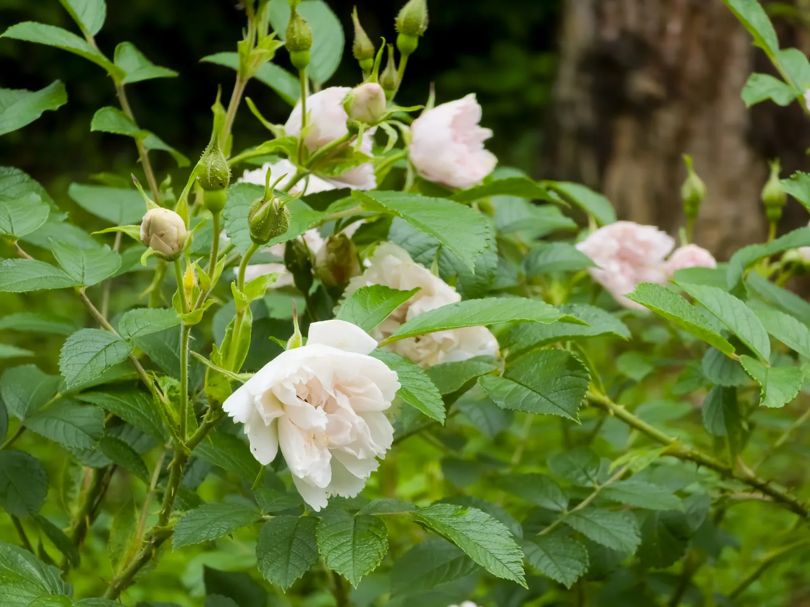 Rugosa-ros 'White Grootendorst' - miniatyr 2