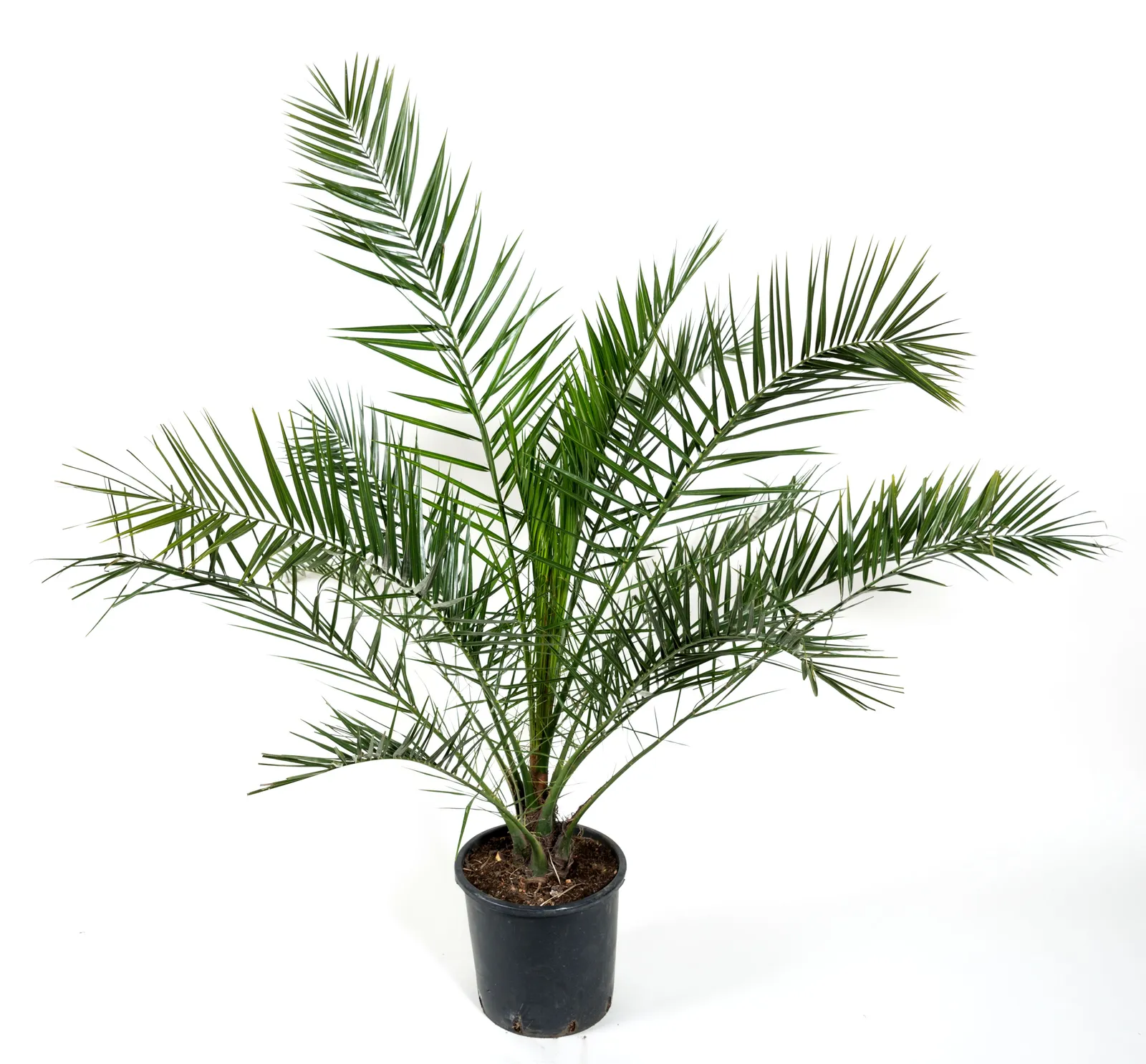 Kanariepalm (kanarisk dadelpalm), 150/160 cm - miniatyr 2