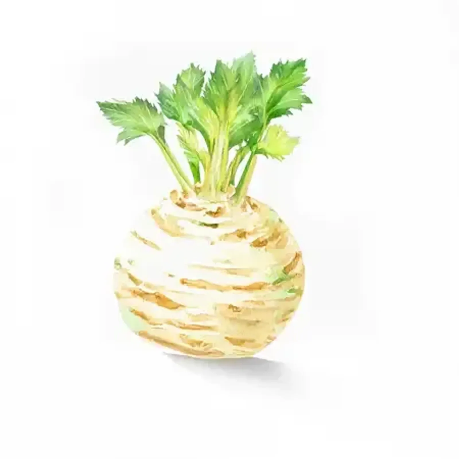 Rotselleri