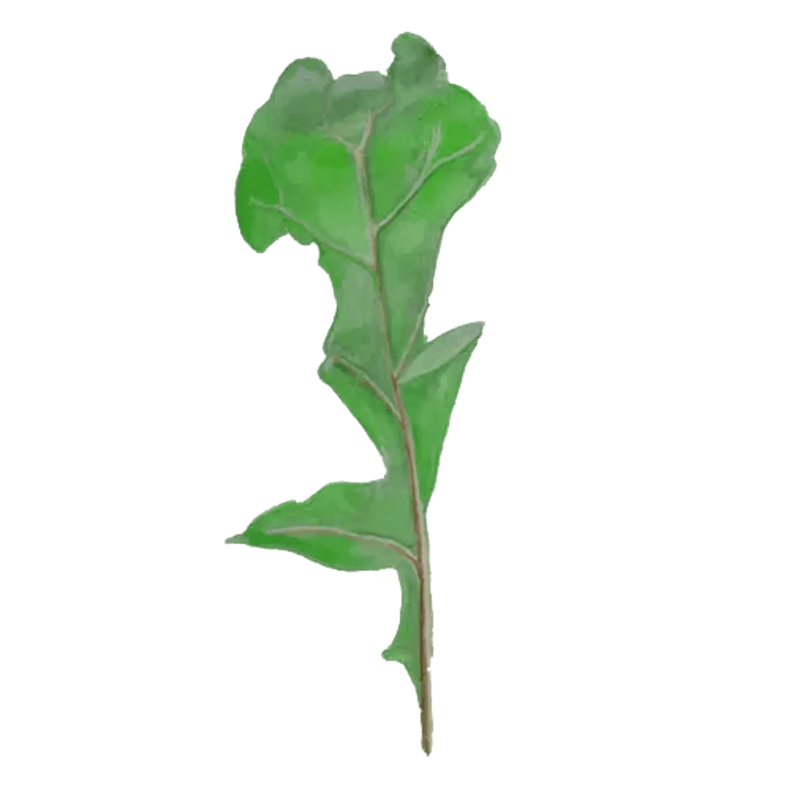 Bladväxt 'Ruccola', Frö