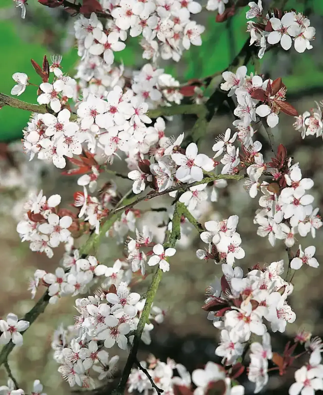 Körsbärsplommon, 50-80 cm