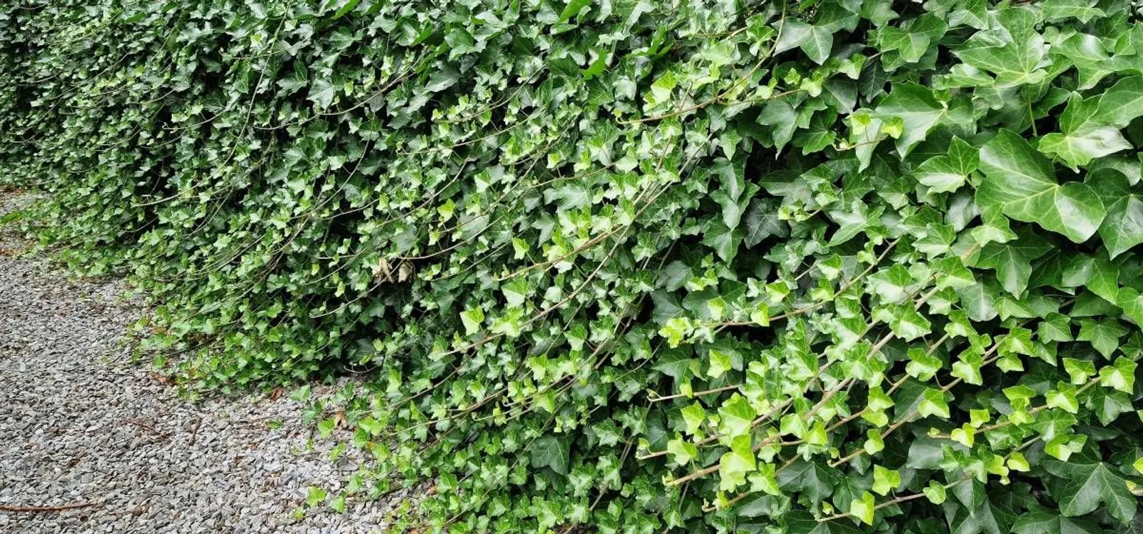 Storbladig murgröna, 15-30 cm — detalj 2