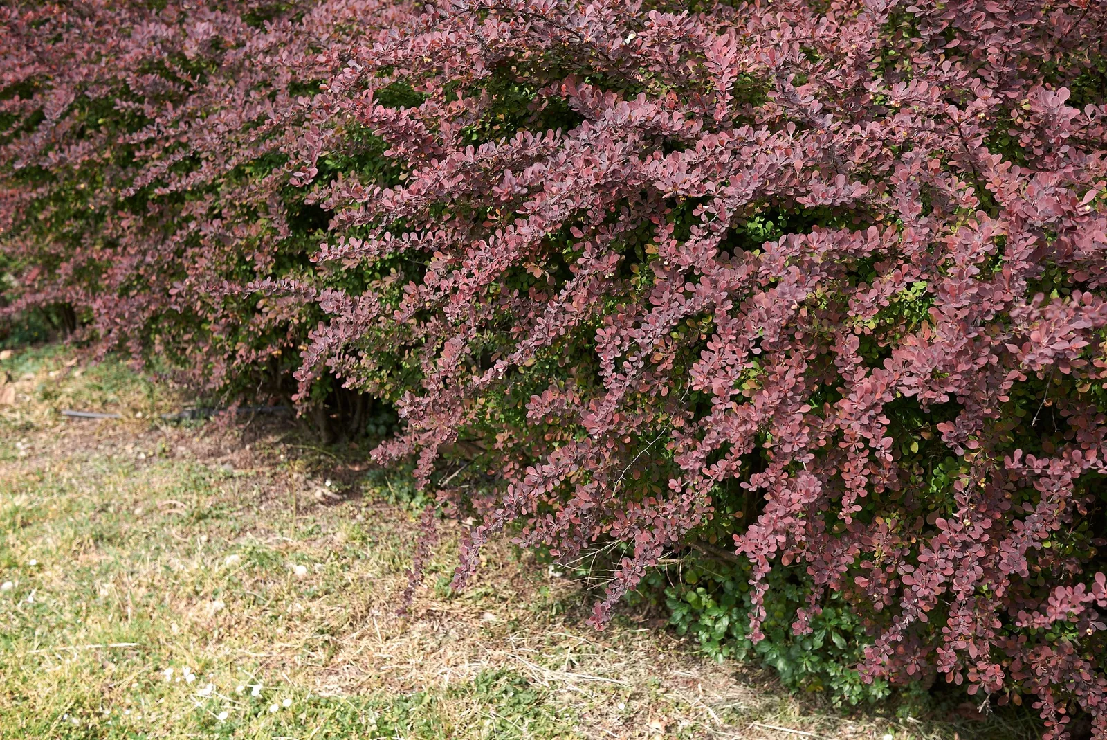 Röd häckberberis 'Atropurpurea' - miniatyr 5