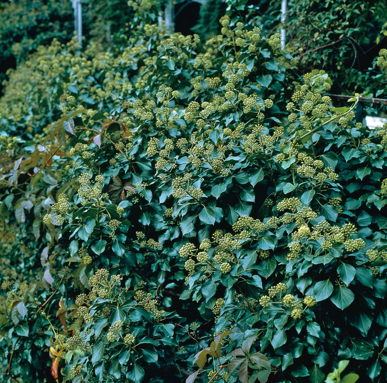 Buskmurgröna 'Arborescens'
