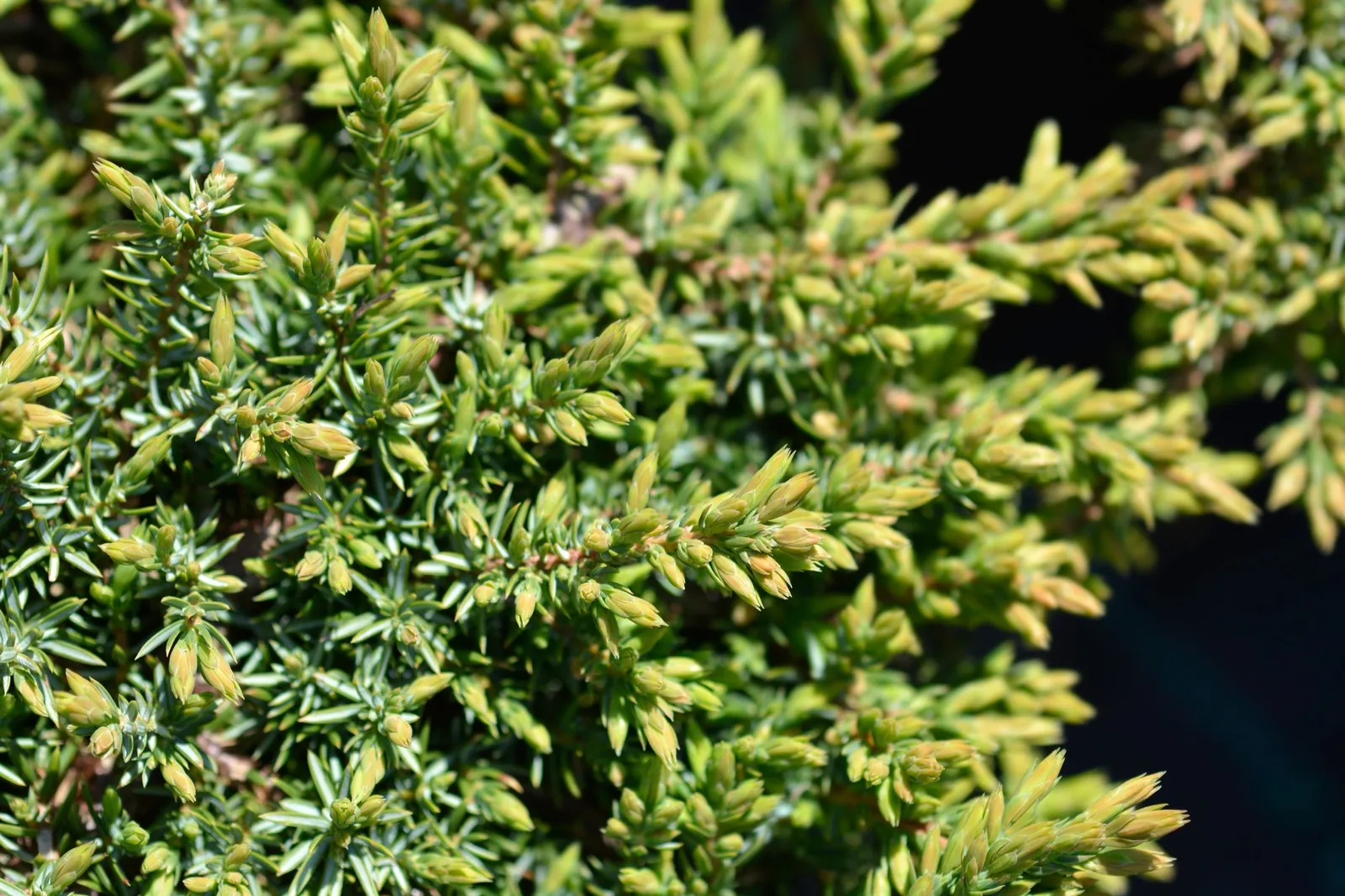 En 'Green Carpet', 30-40 cm - miniatyr 2