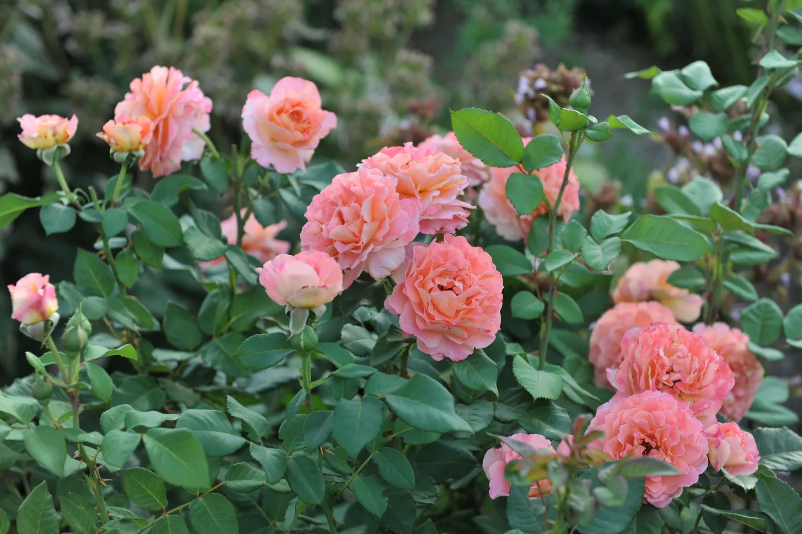 Tehybridros AUGUSTA LUISE ('Tangust'PBR) - miniatyr 2