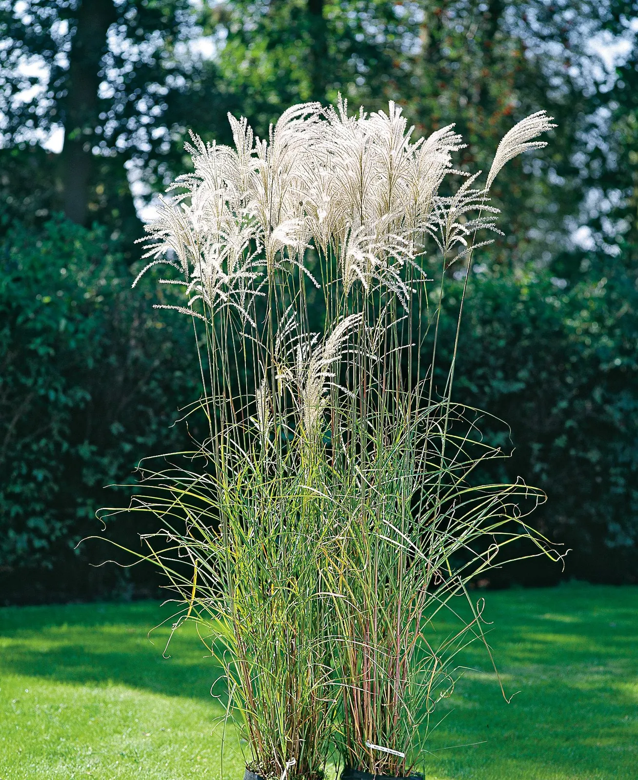Glansmiskantus 'Silberfeder', syn. japanskt gräs, 2L