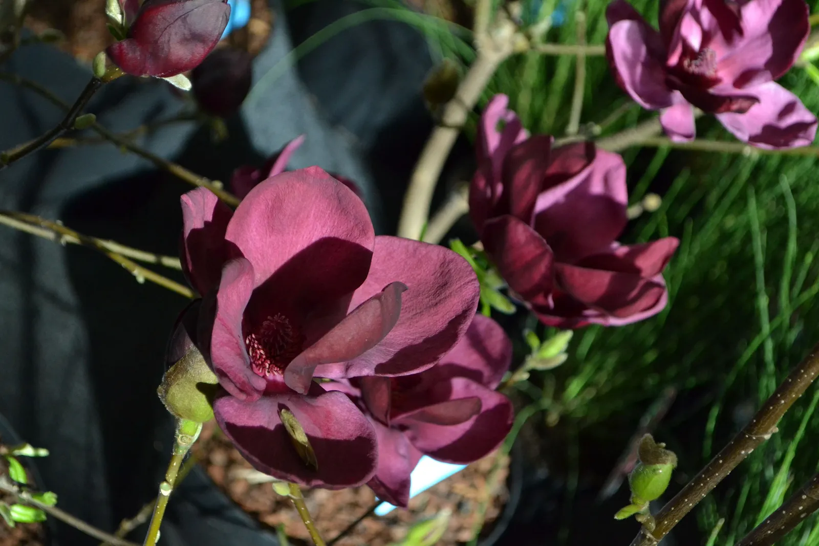 Rosenmagnolia 'Genie'PBR, sol 80-100 cm, co/kl - miniatyr 3