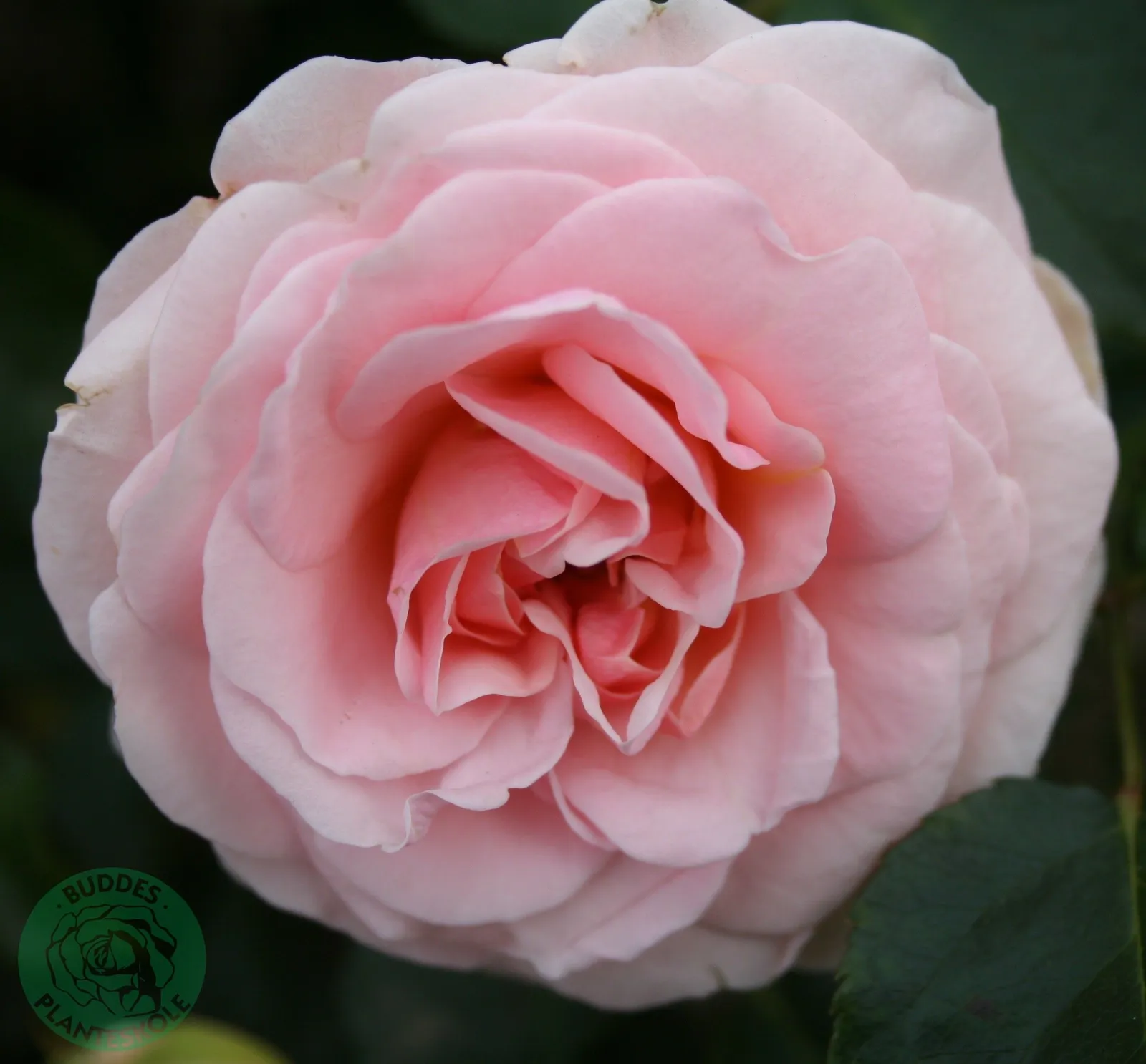 Floribundaros DRONNING MARGRETHE ('Poulskov')
