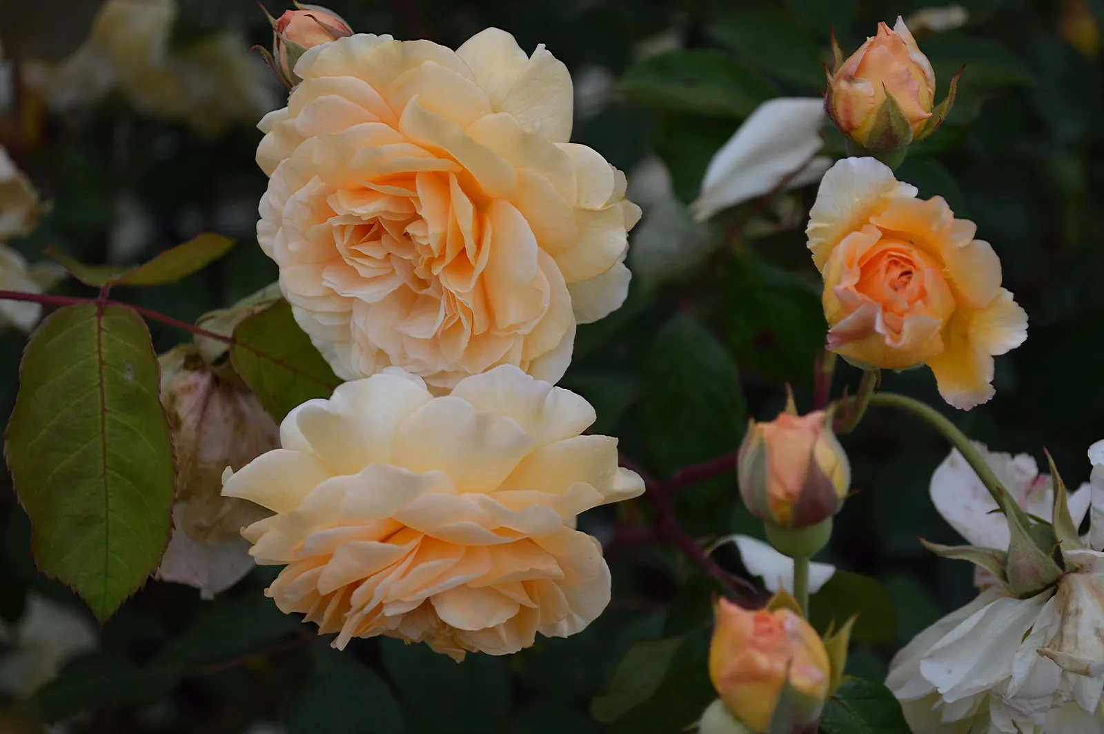 Gammaldags rosor