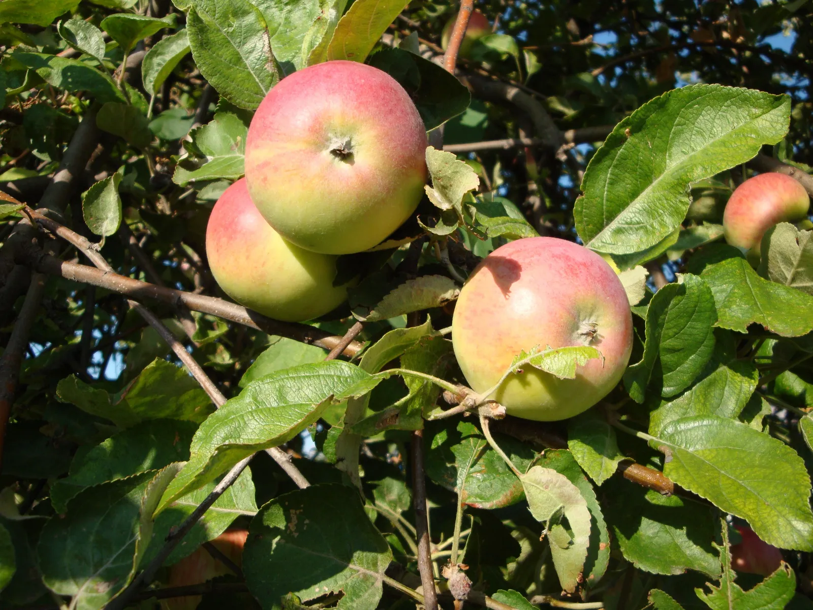 Äpple 'Hampus' - miniatyr 2