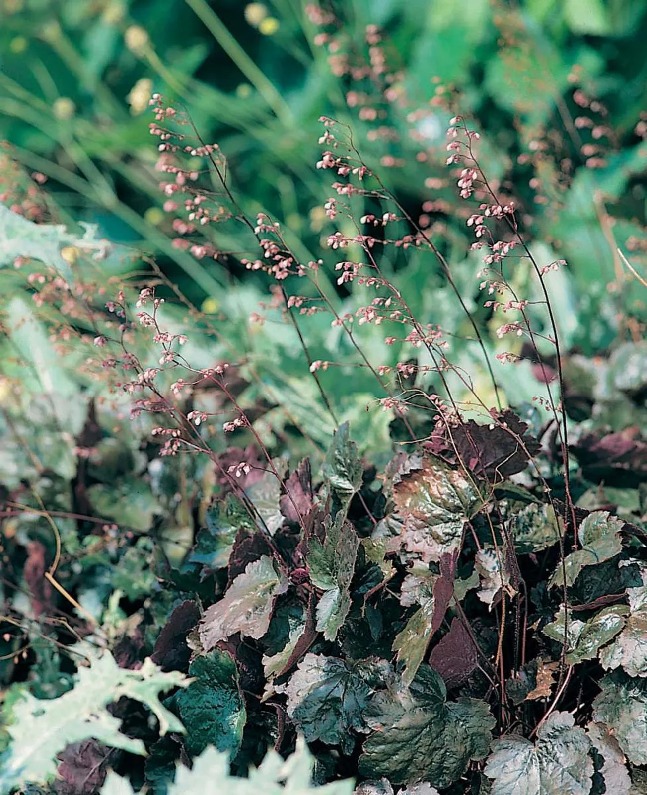 Alunrot 'Rachel'