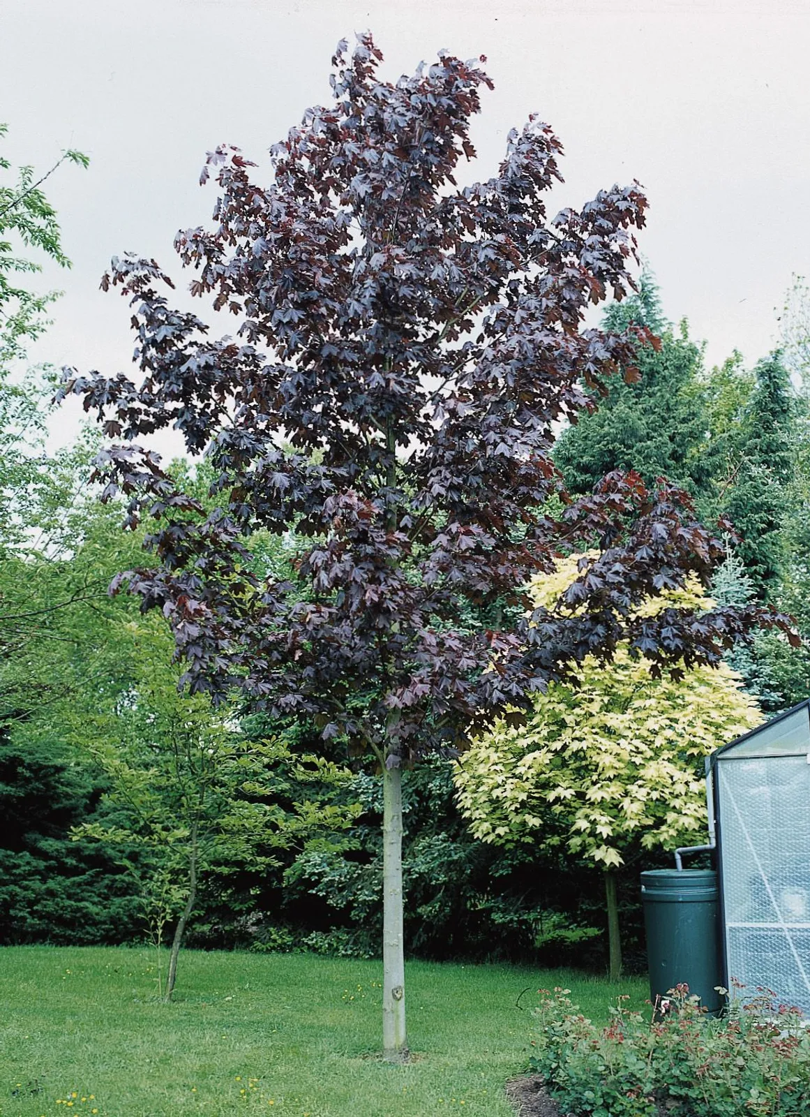 Skogslönn 'Royal Red', Utr 150-200