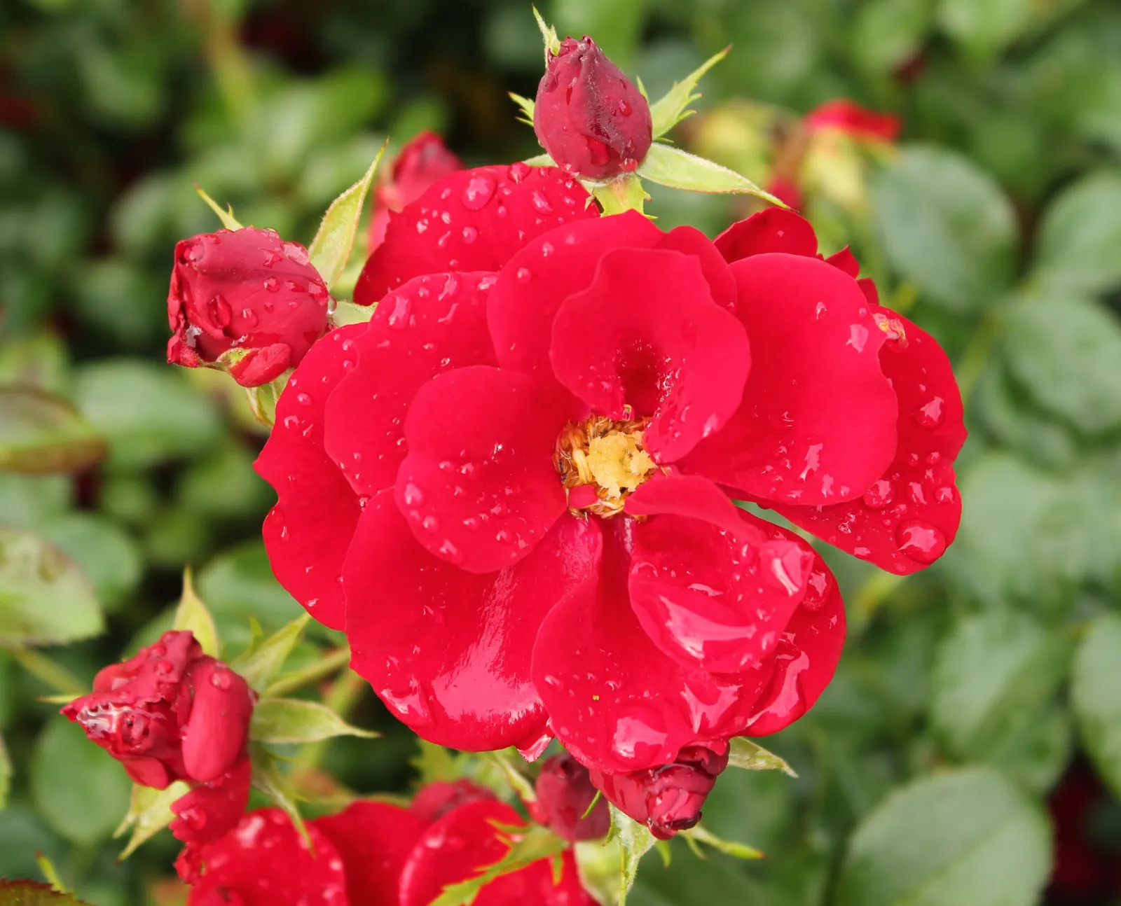 Floribundaros AUSTRIANA ('Tanaistrua') - miniatyr 2