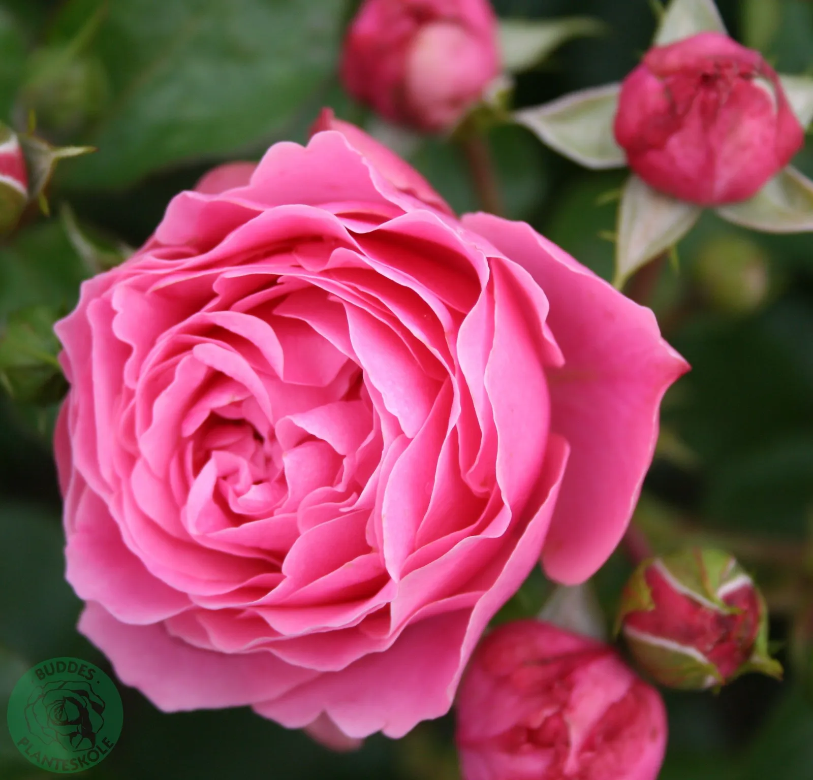 Floribundaros LEONARDO DA VINCI ('Meideauri') - miniatyr 2