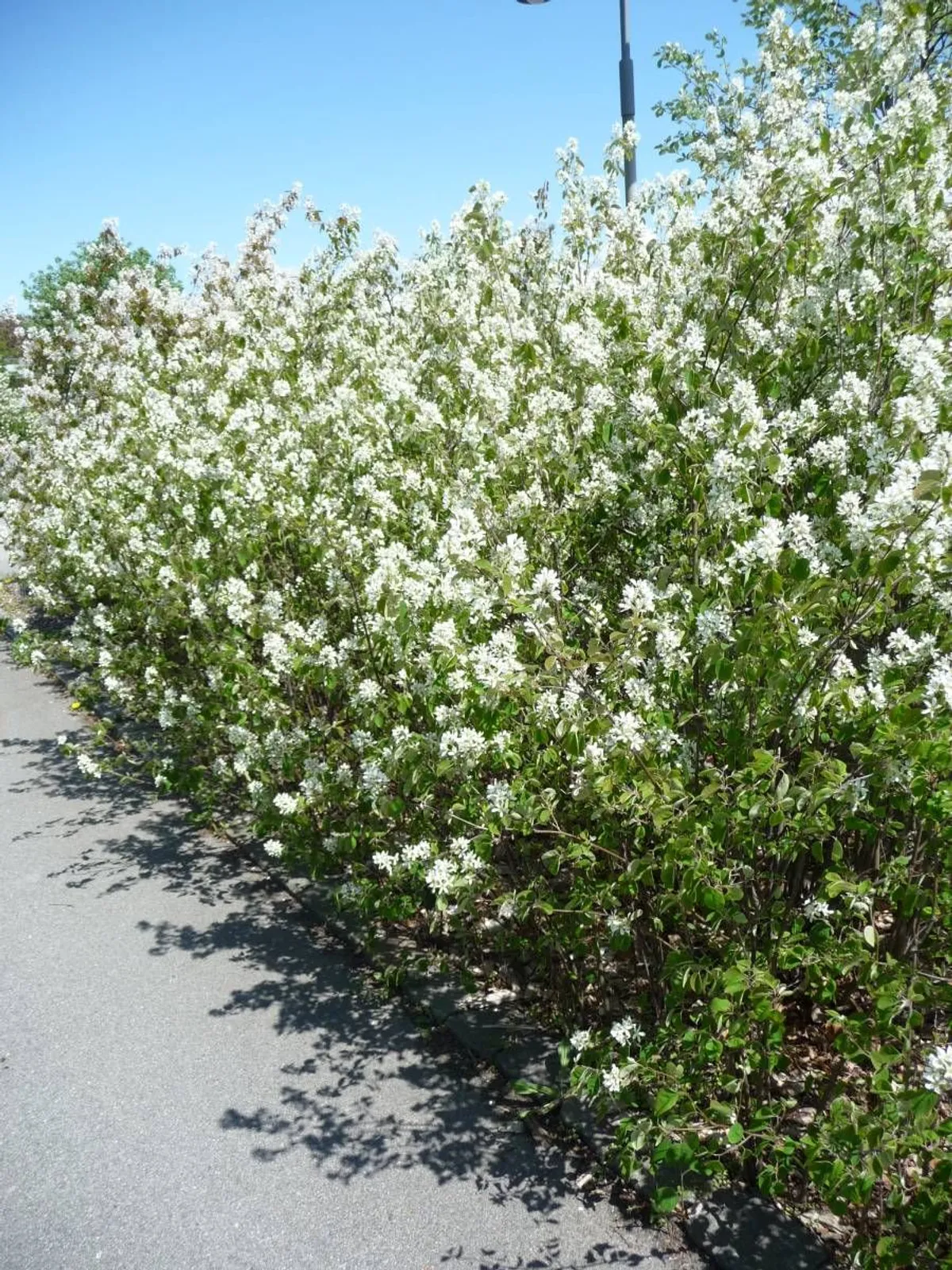 Häggmispel , 20-40 cm — närbild