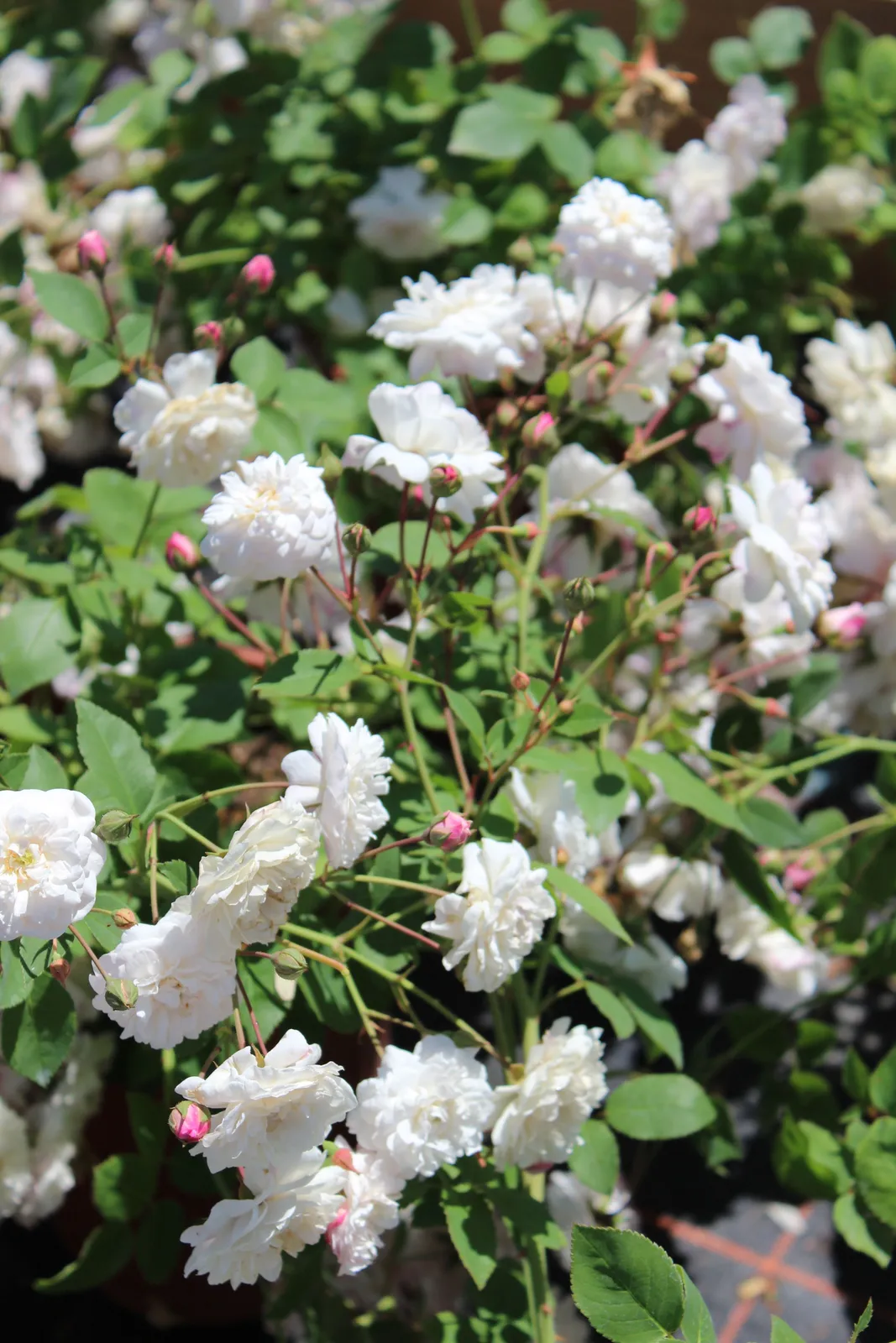 Sempervirens-ros 'Little White Pet - miniatyr 2