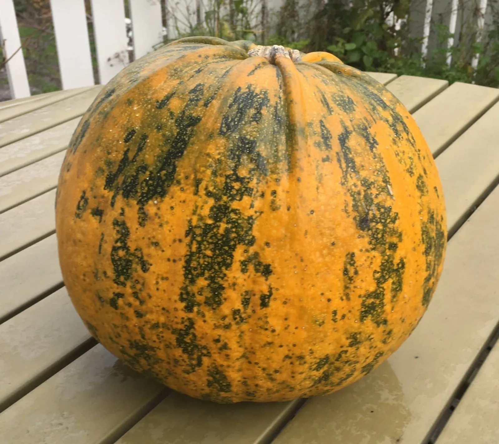 Pumpa 'Retzer Gold', ekofrö
