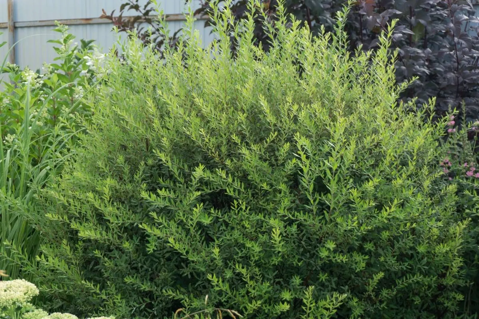 Norskspirea 'Grefsheim', 60-100 cm, Goliat — detalj 4