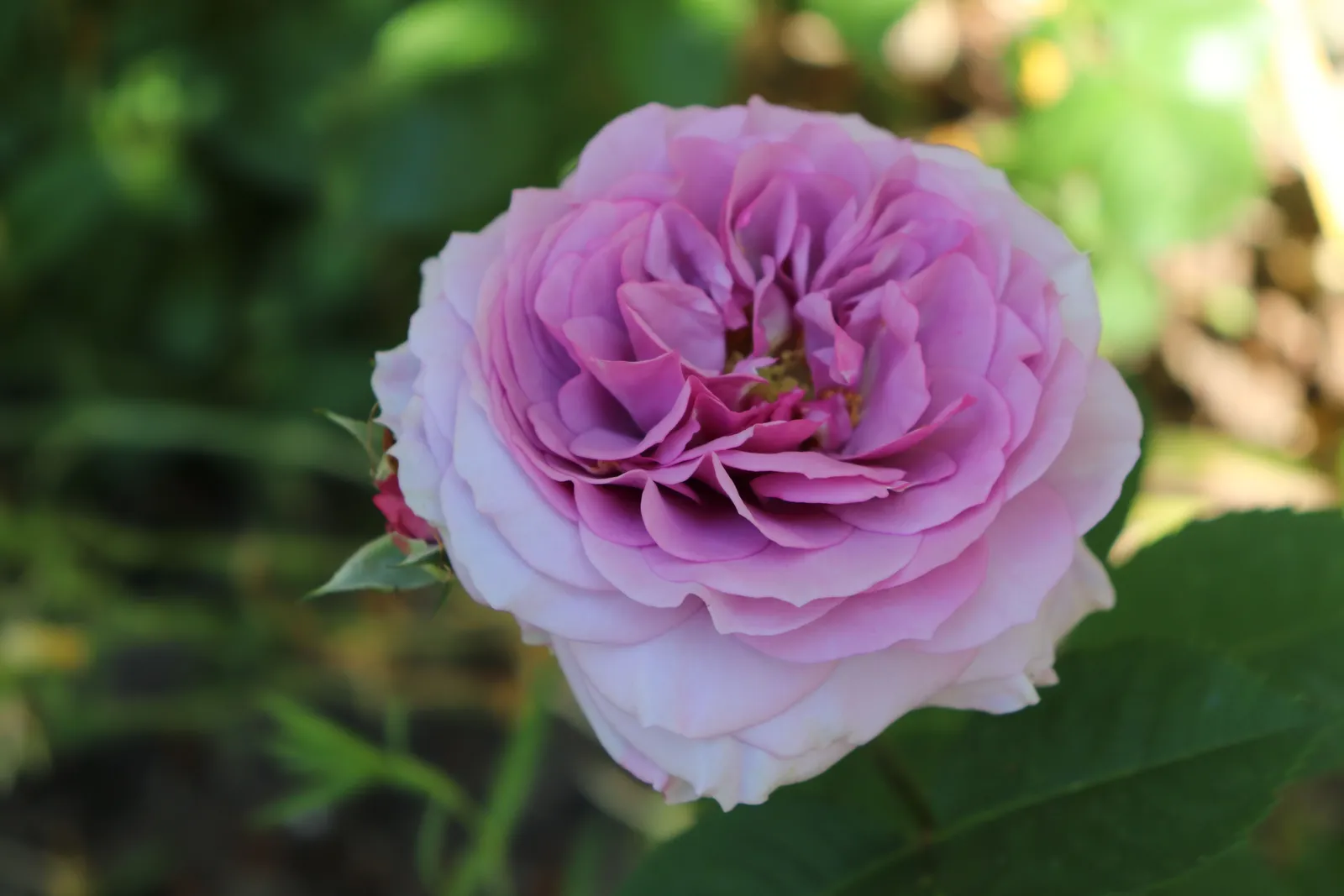 Floribundaros LAVENDER ICE® ('Tan04249'PBR) - miniatyr 3