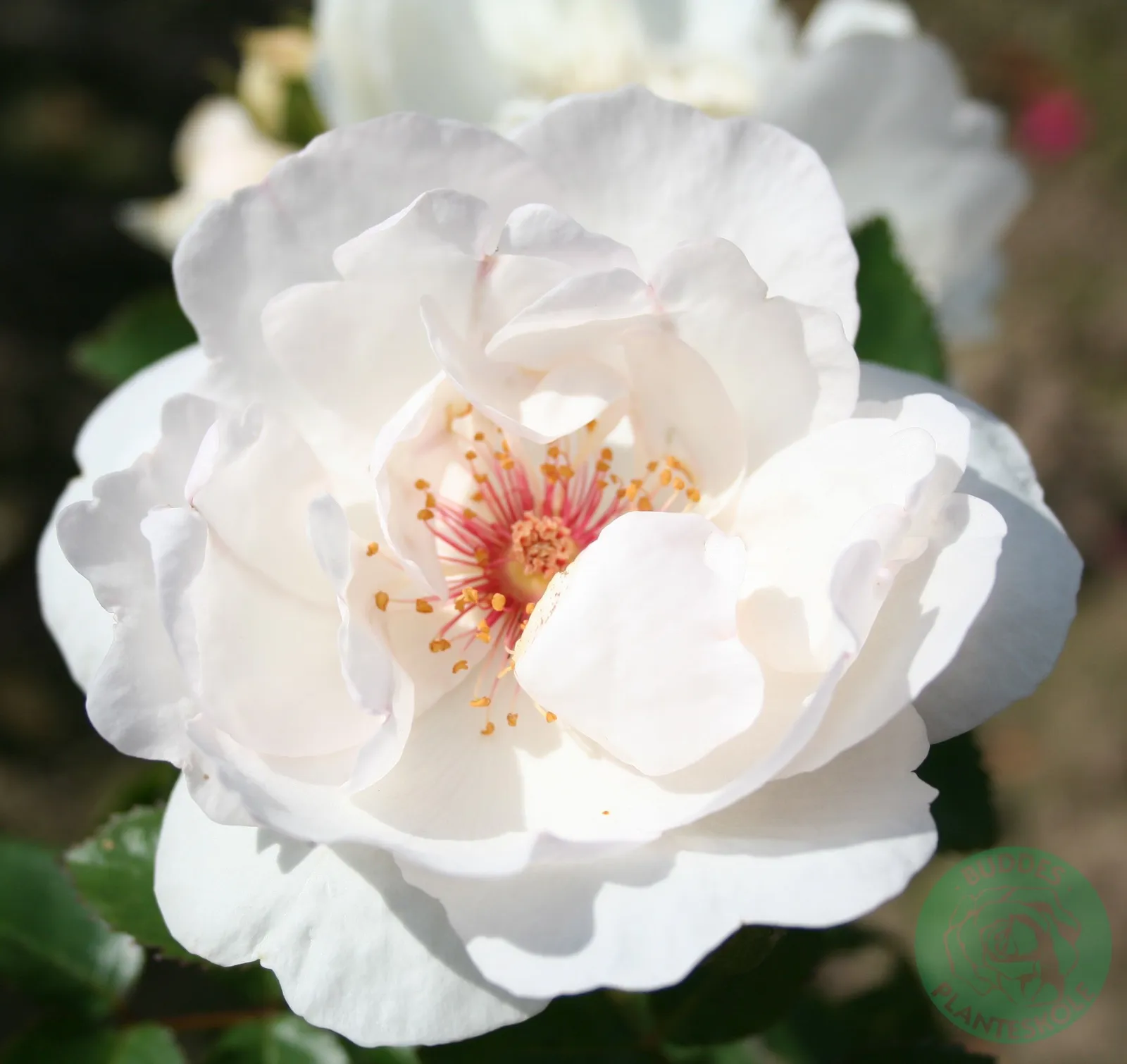 Modern buskros JACQUELINE DU PRÉ ('Harwanna')
